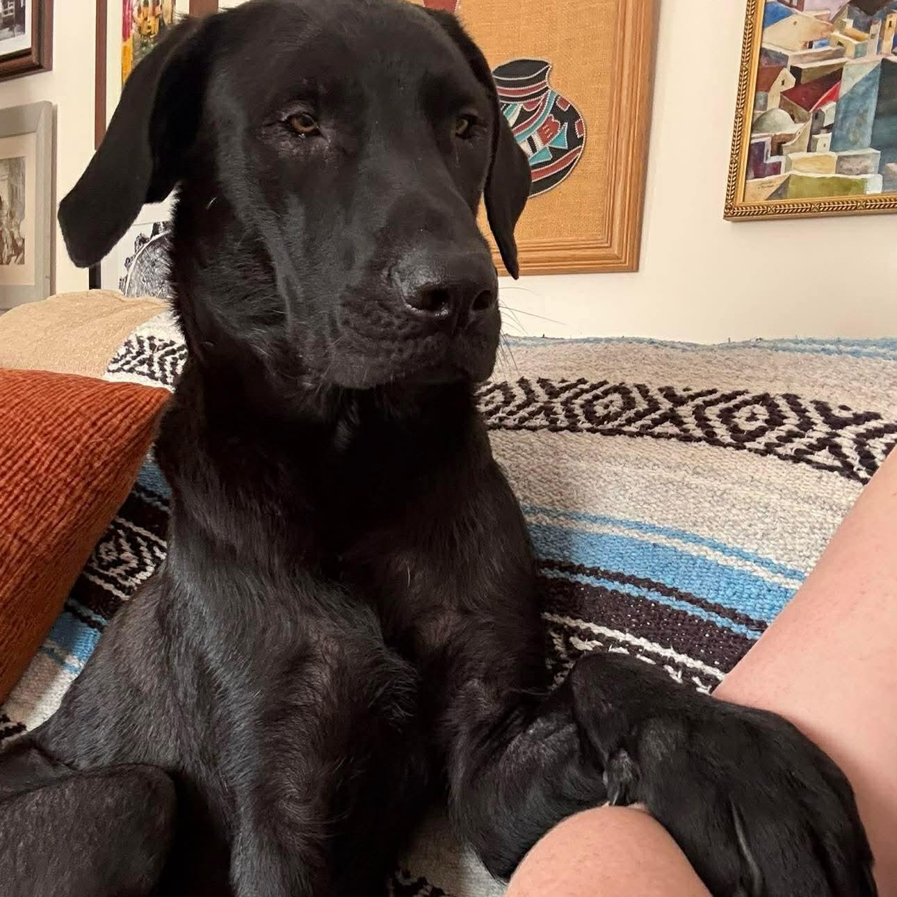 Enlarge June Bug, a ADOPTABLE mixed breed in Edmonton, AB image 1/4