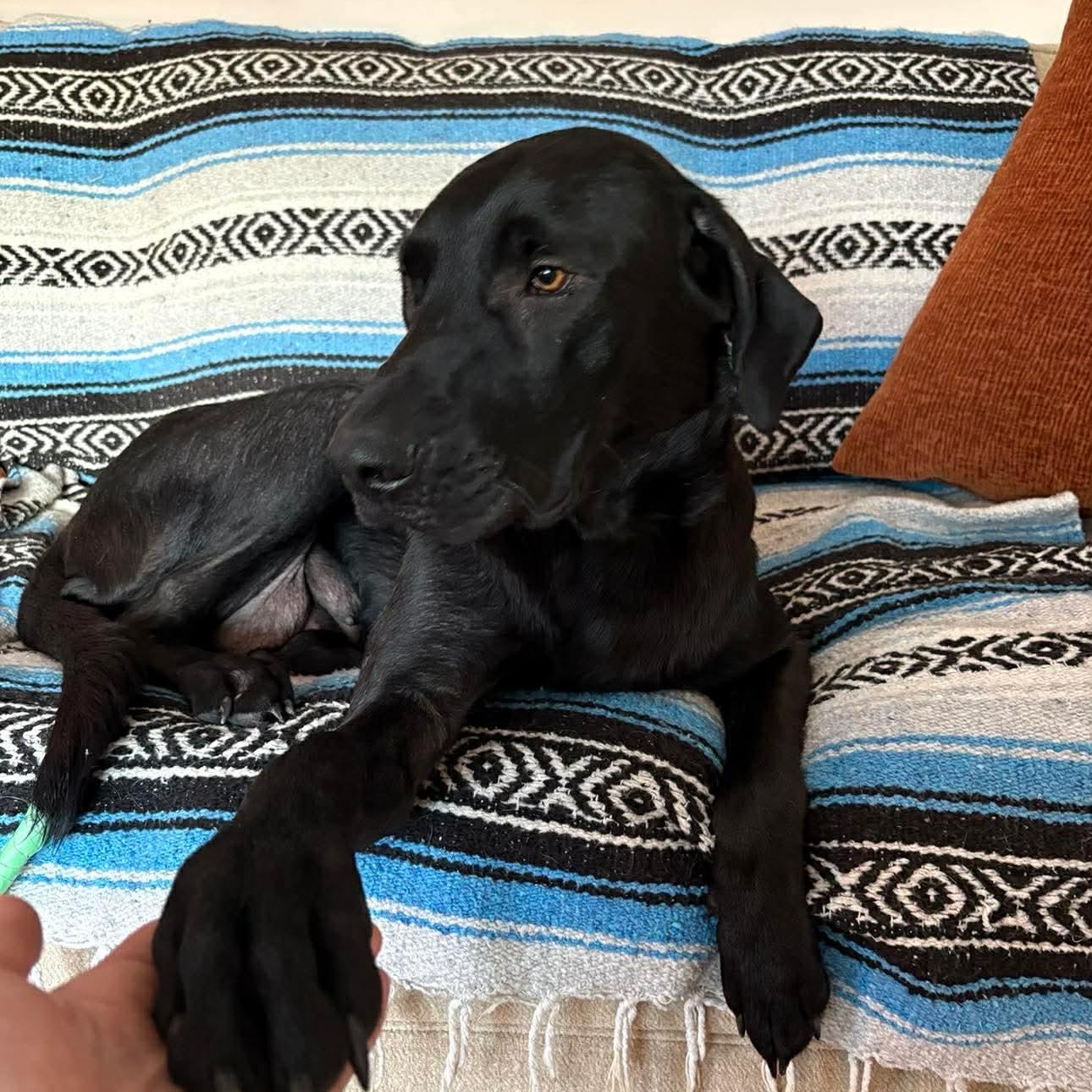 Enlarge June Bug, a ADOPTABLE mixed breed in Edmonton, AB image 3/4