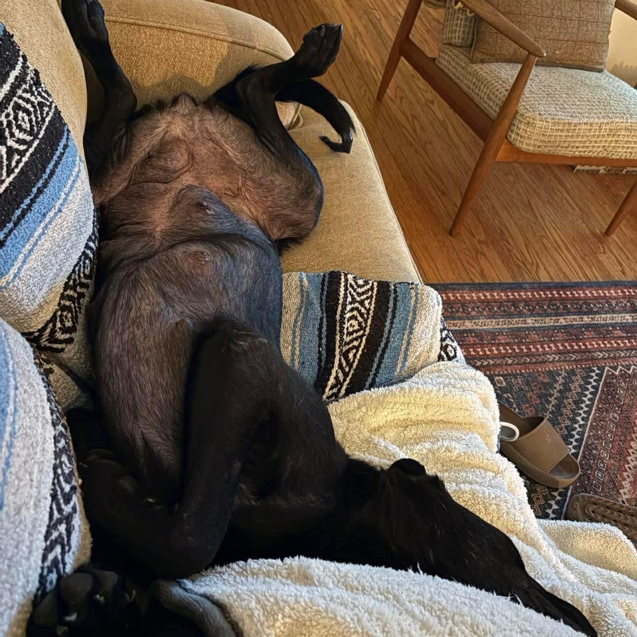 Enlarge June Bug, a ADOPTABLE mixed breed in Edmonton, AB image 2/4