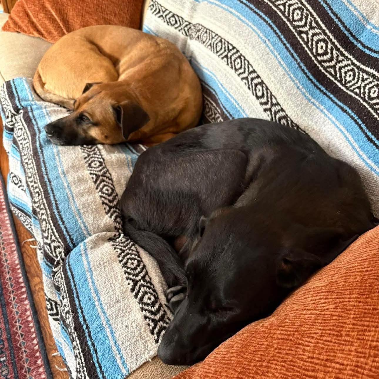 Enlarge June Bug, a ADOPTABLE mixed breed in Edmonton, AB image 4/4