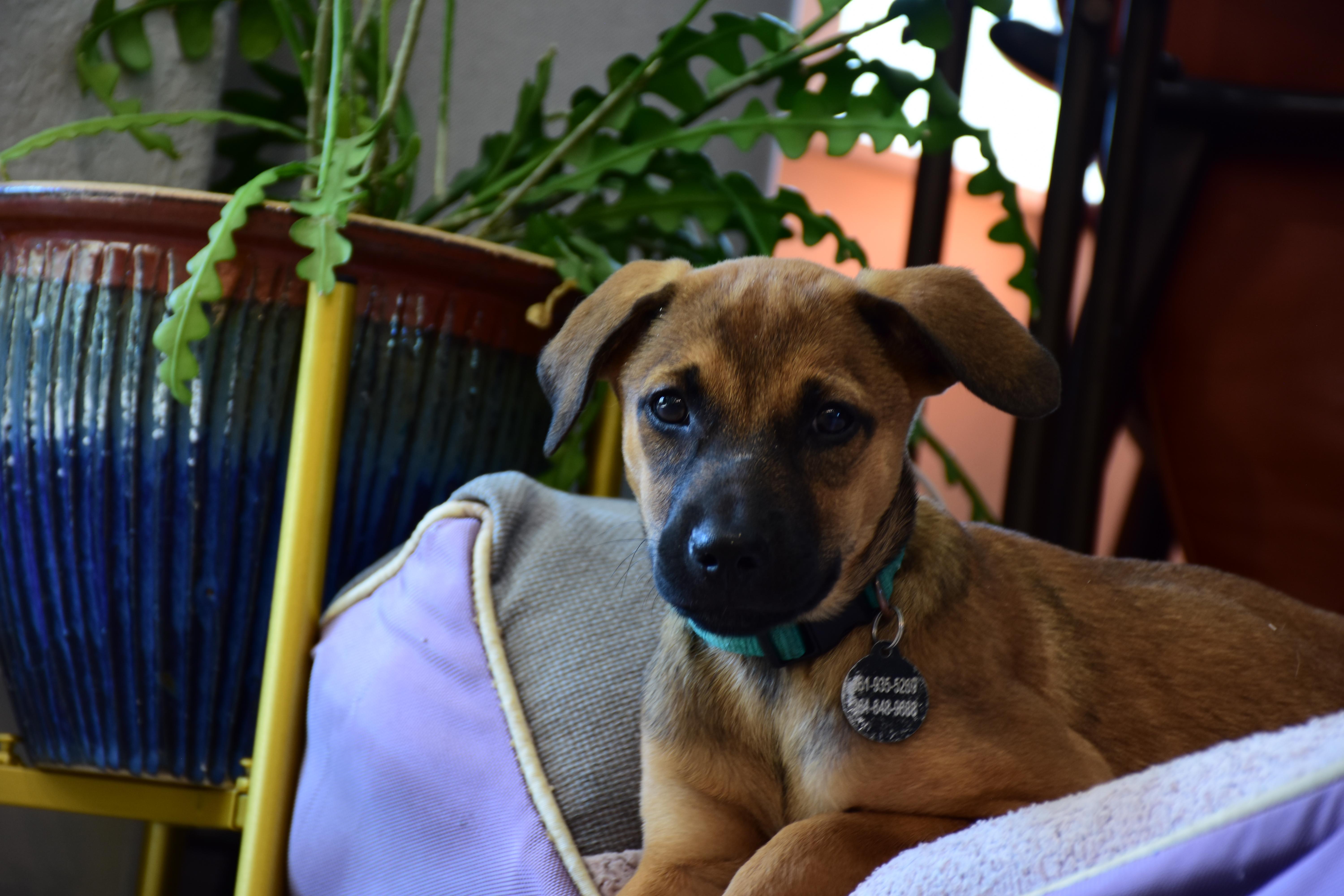 Egg, Adoptable, Young Female Shepherd.