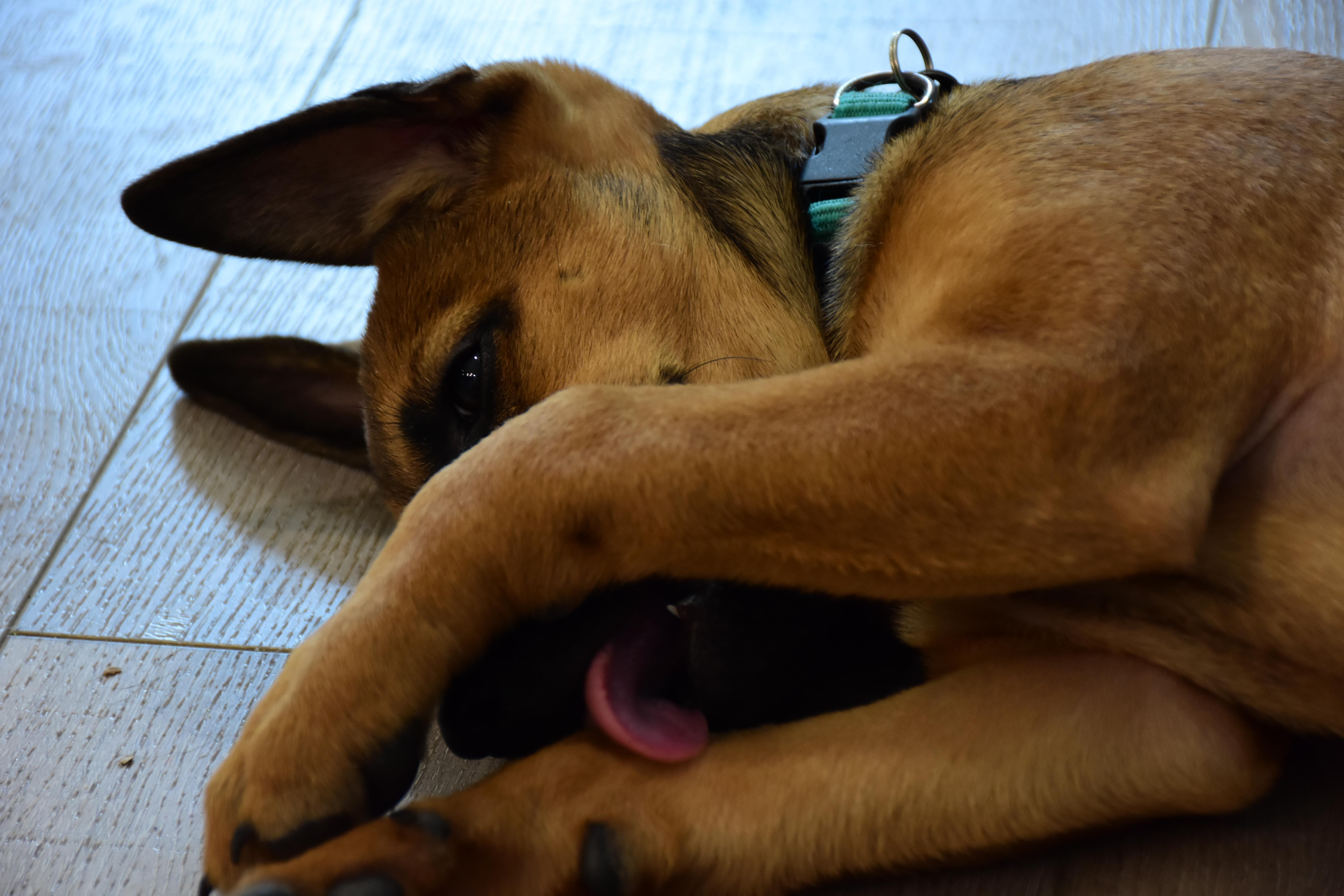 Egg, a Adoptable mixed breed in Dallas, TX image 3/4