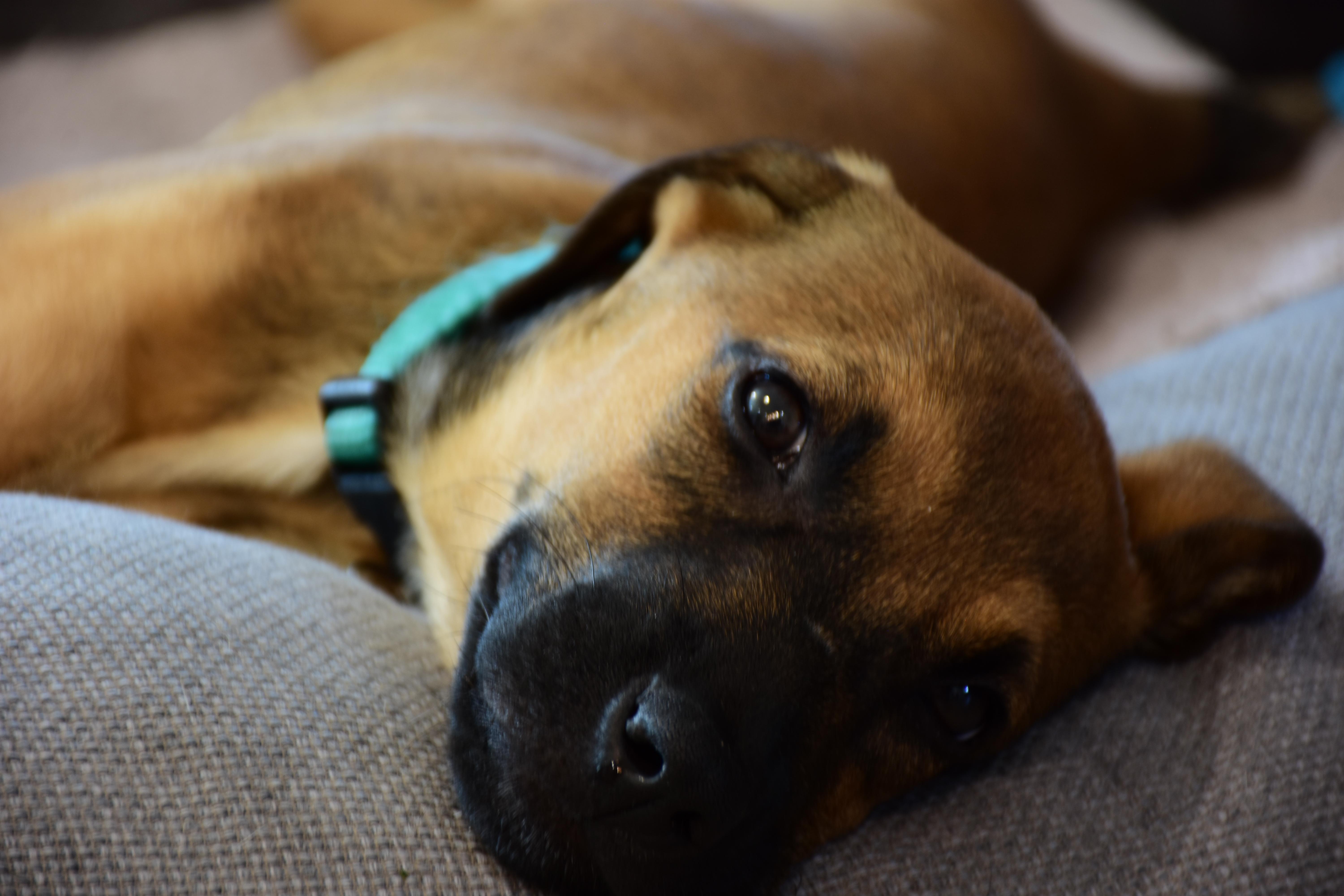 Egg, a Adoptable mixed breed in Dallas, TX image 4/4