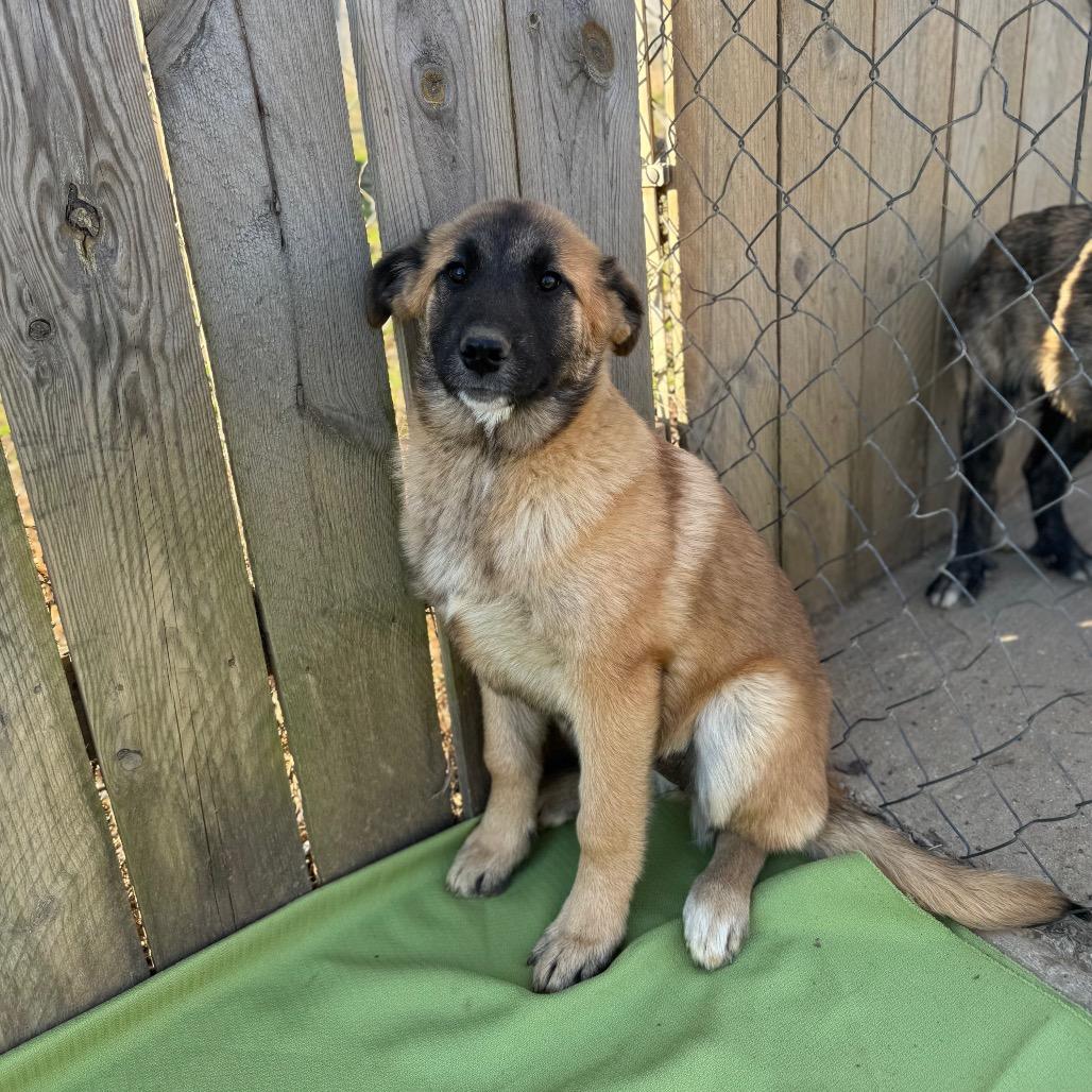 Kali — thumbnail 2