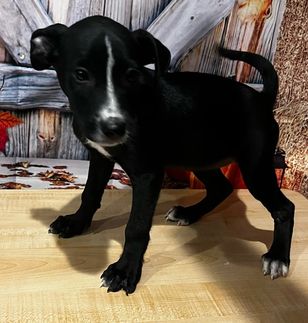 Dog for adoption Chad, a Labrador Retriever & Shepherd Mix in Cherry