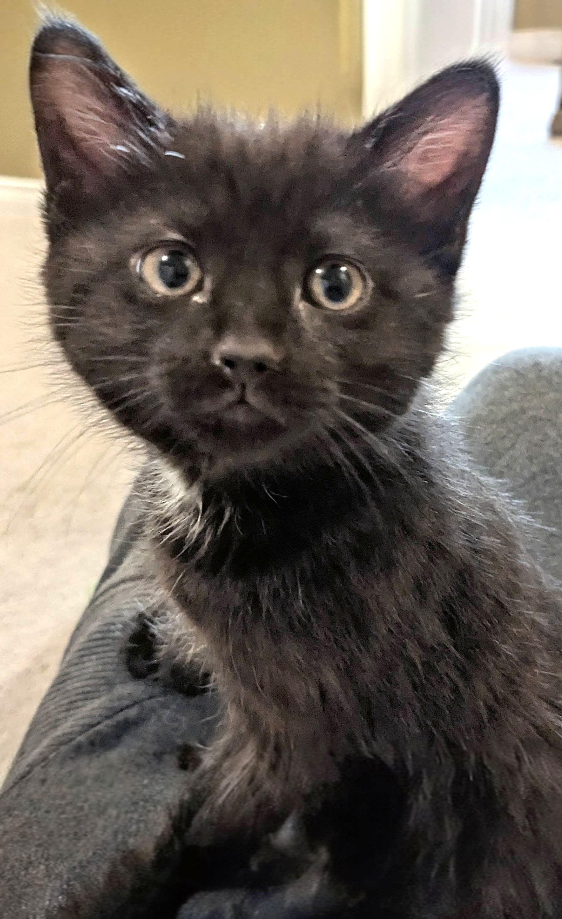 Enlarge Ruby - Valentine Day Kitten, an adopted Tabby in Stoney Creek, ON image 2/4