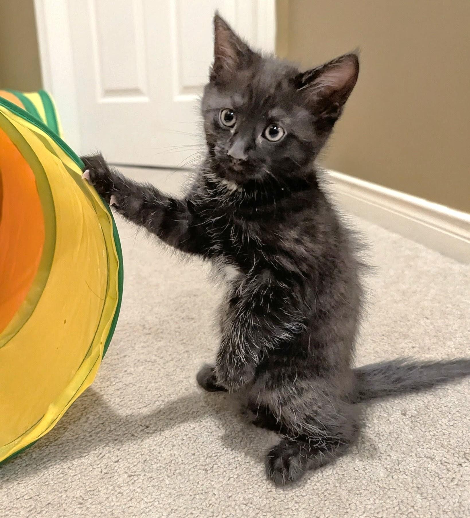 Enlarge Ruby - Valentine Day Kitten, an adopted Tabby in Stoney Creek, ON image 3/4