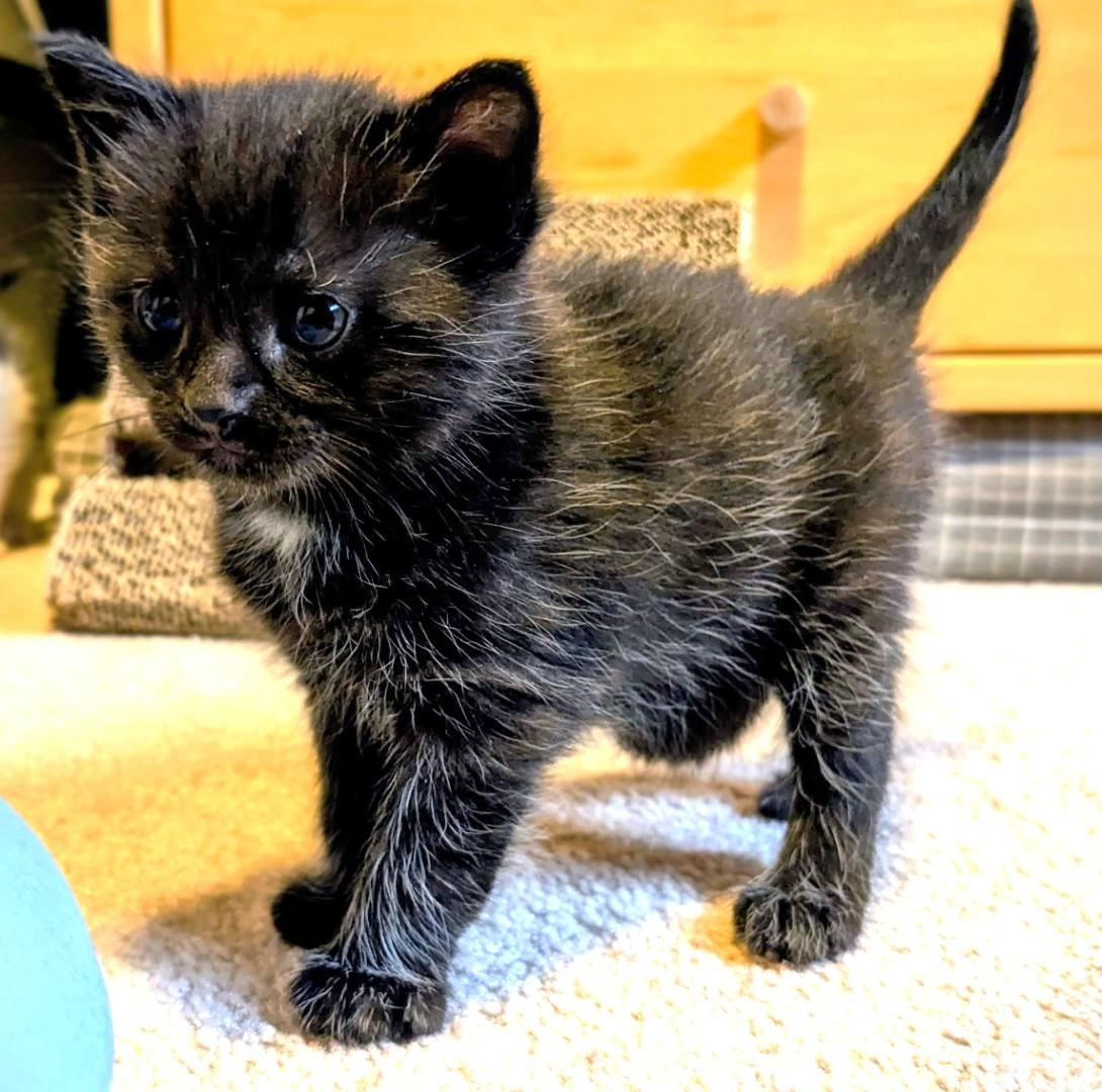 Ruby - Valentine Day Kitten, adopted, Kitten Female Tabby.