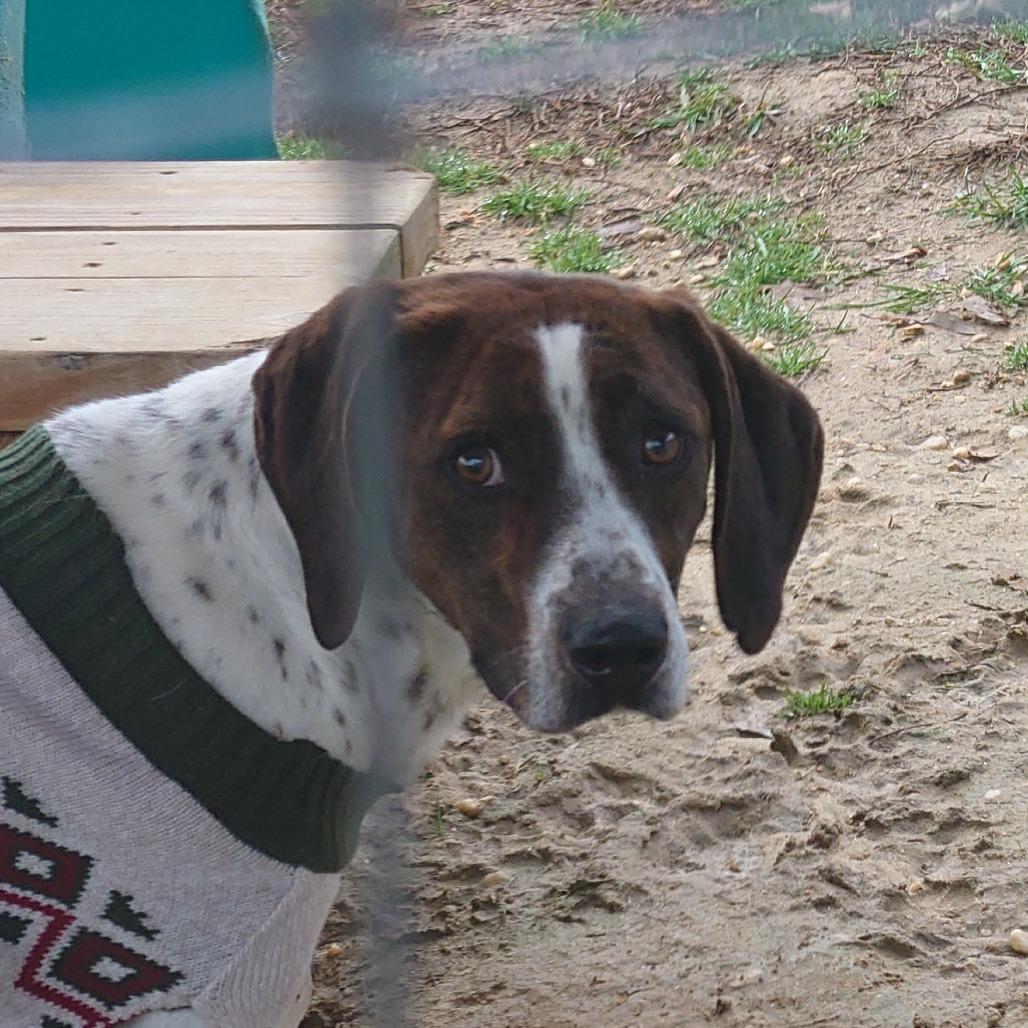 Professor Cosmic Brownie, Adoptable, Adult Male Mixed Breed & Hound.