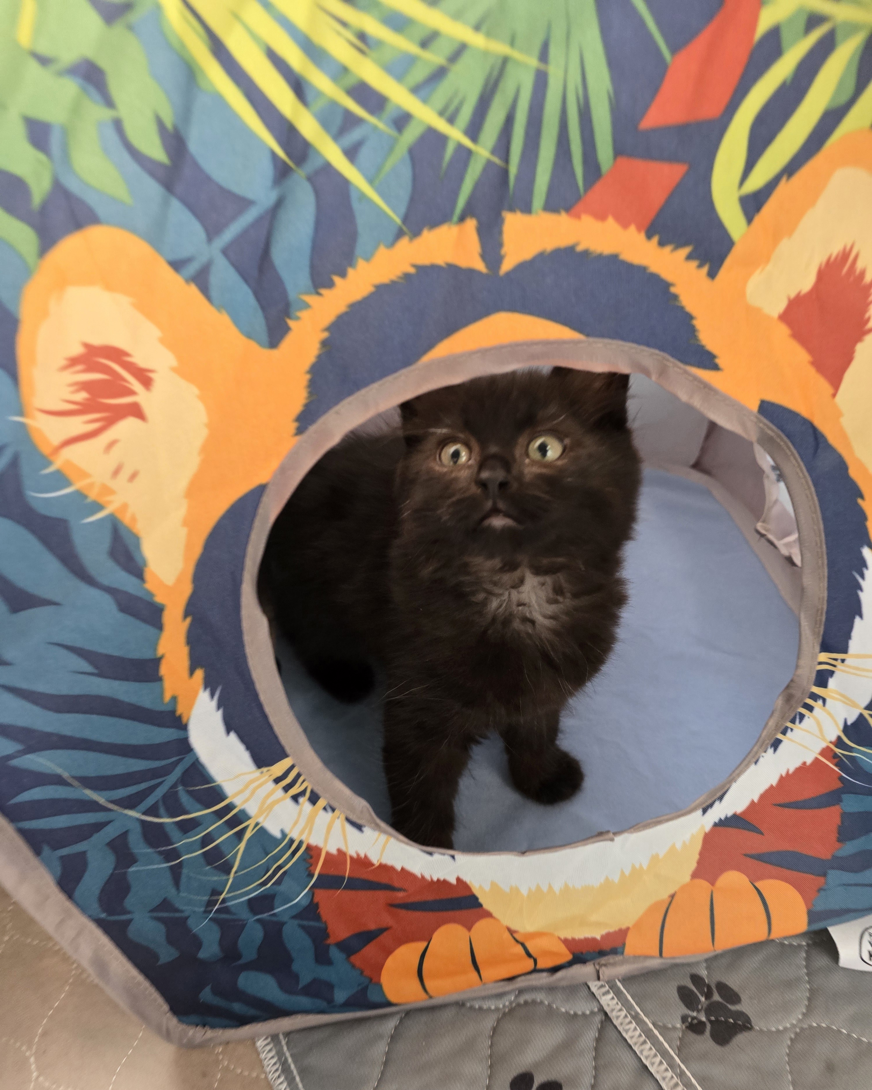 Pringle, Adopted, Kitten Female Domestic Medium Hair.