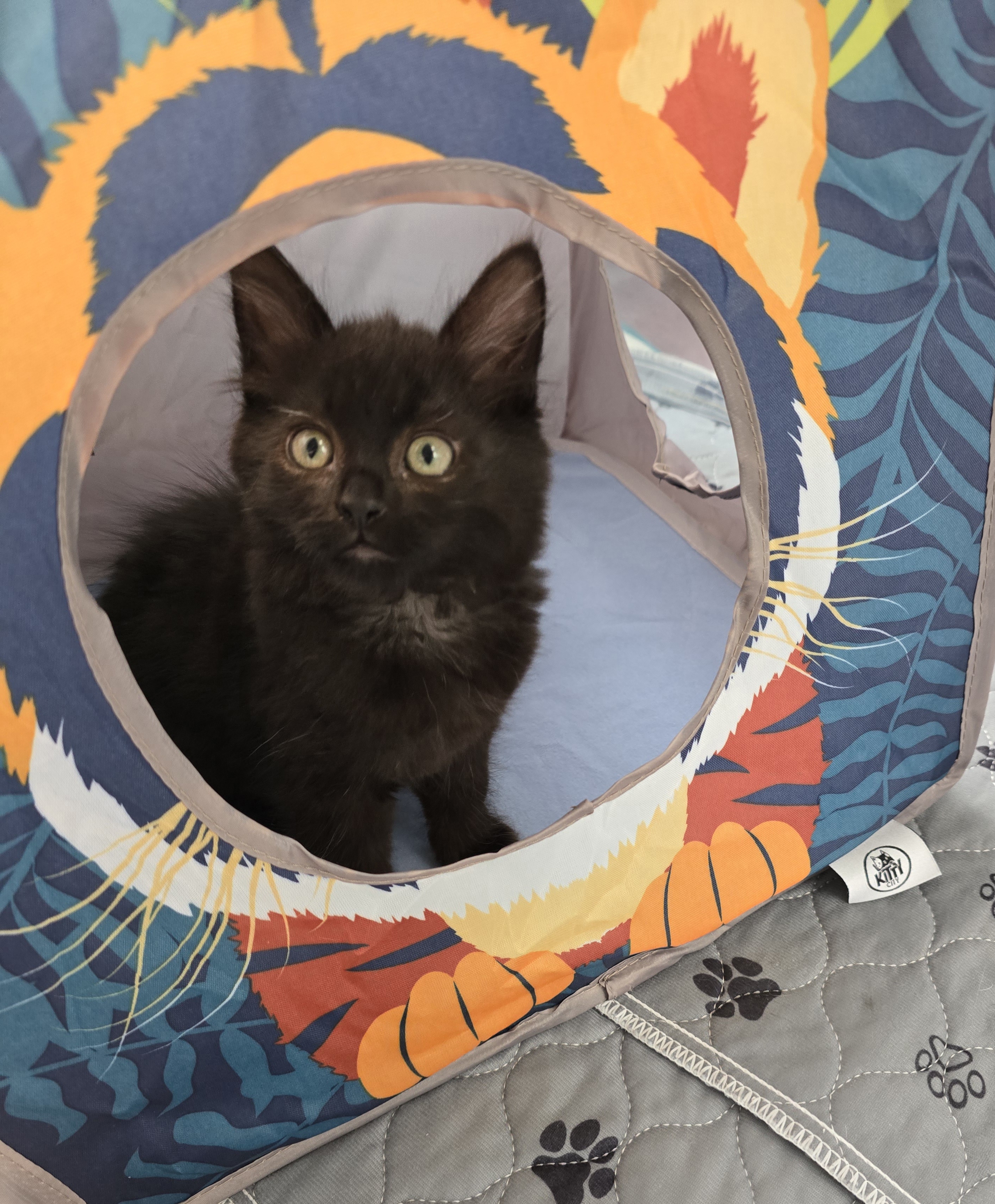 Enlarge Pringle, a Adopted Domestic Medium Hair in Arlington, WA image 3/4