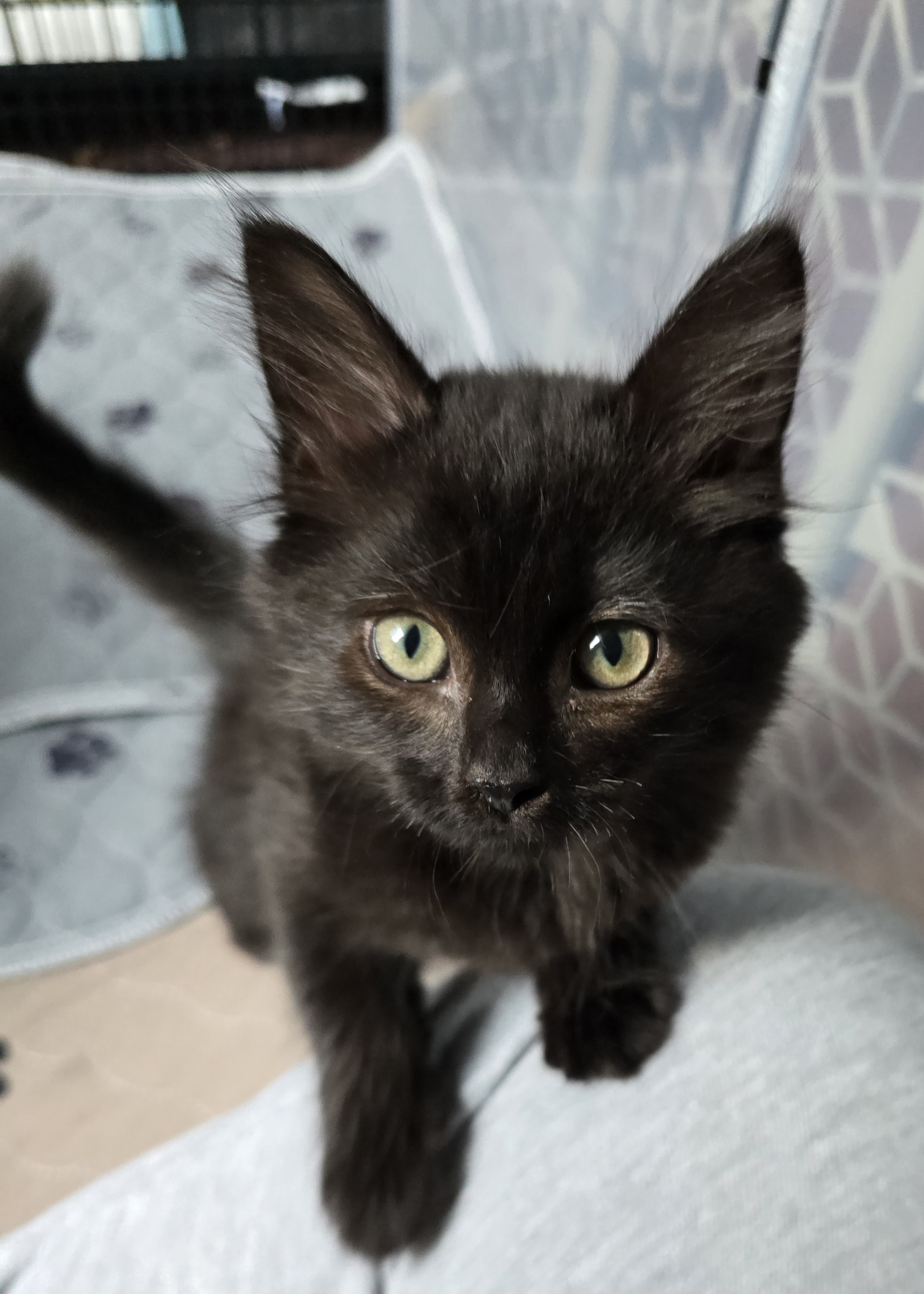 Enlarge Pringle, a Adopted Domestic Medium Hair in Arlington, WA image 2/4