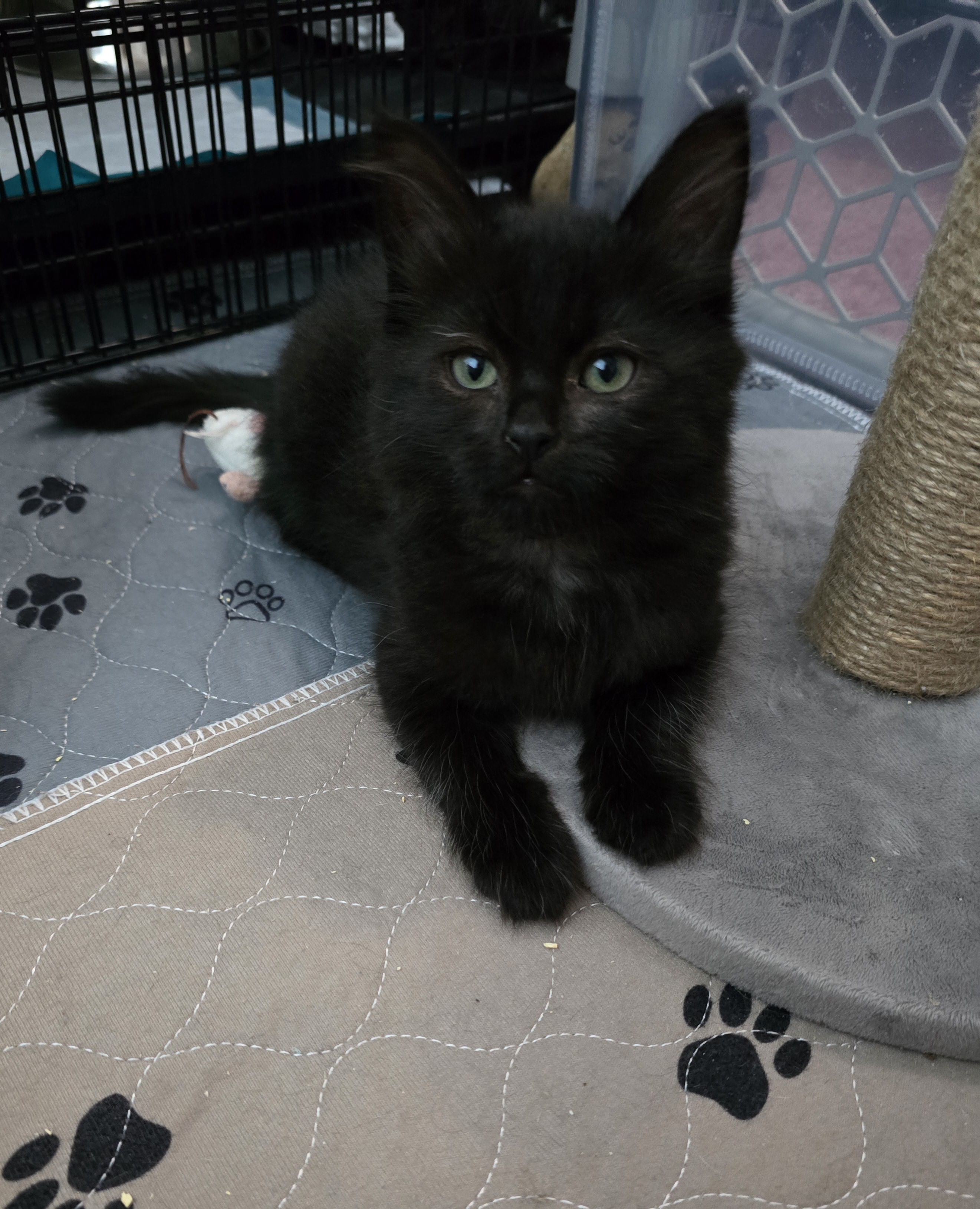 Enlarge Pringle, a Adopted Domestic Medium Hair in Arlington, WA image 4/4