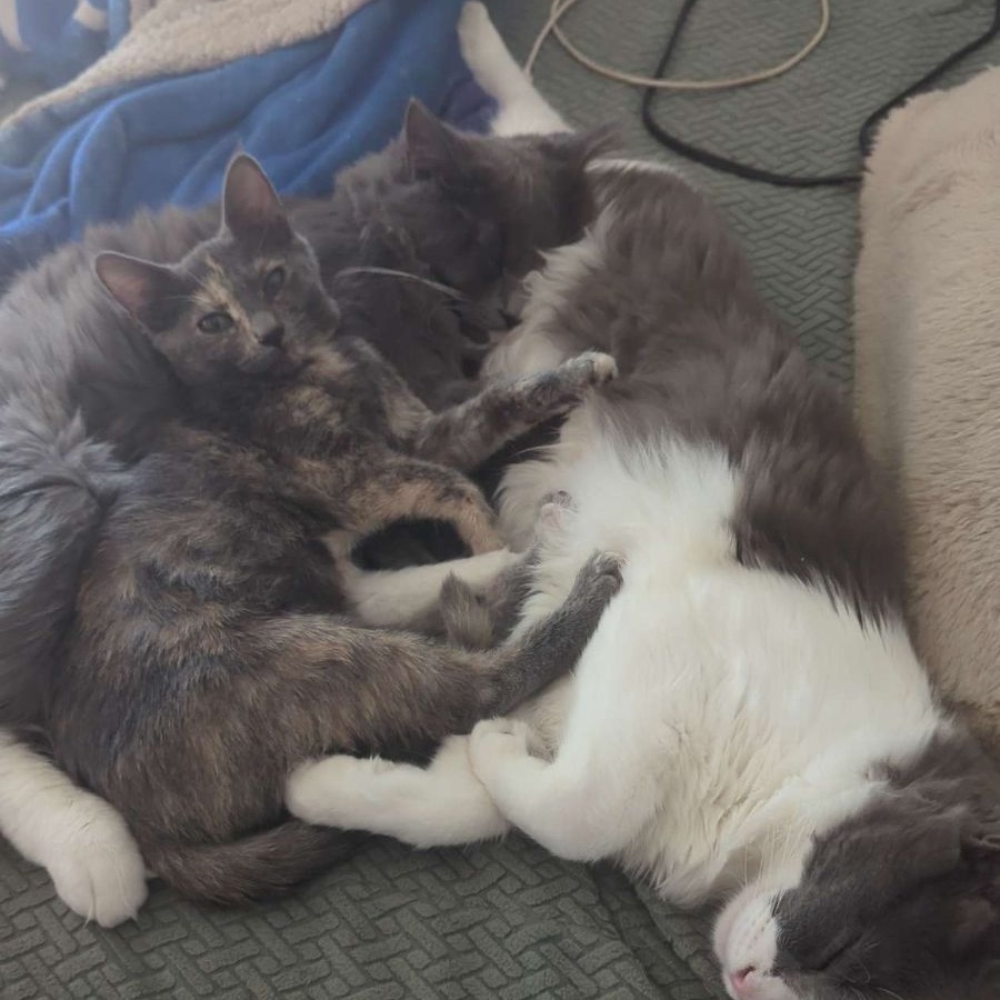 Enlarge PEACHES, a Adoptable Dilute Tortoiseshell in Flint, TX image 2/2