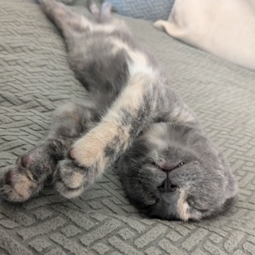 PEACHES, Adoptable, Kitten Female Dilute Tortoiseshell.