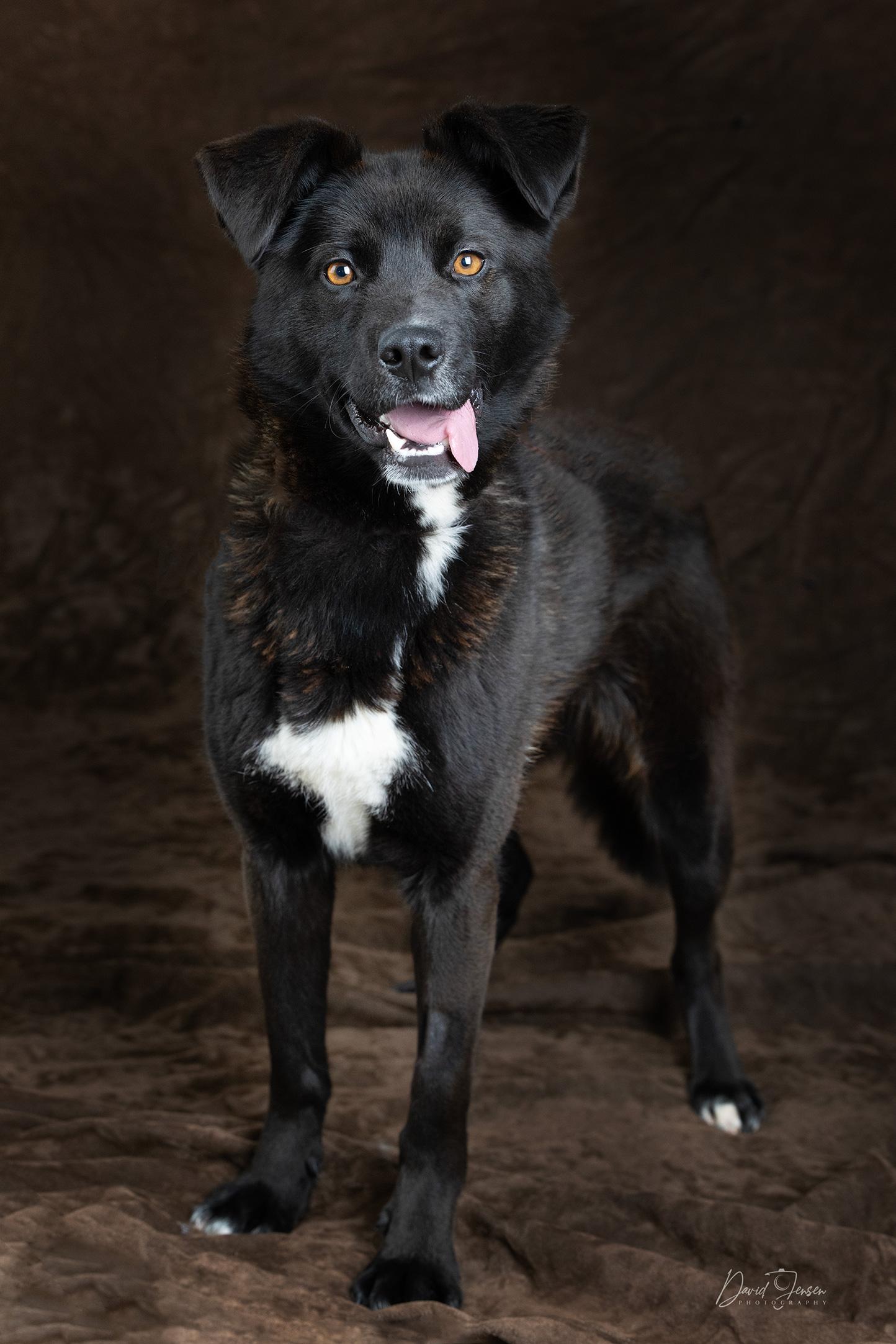 Enlarge Suka, a ADOPTABLE mixed breed in Anchorage, AK image 2/2