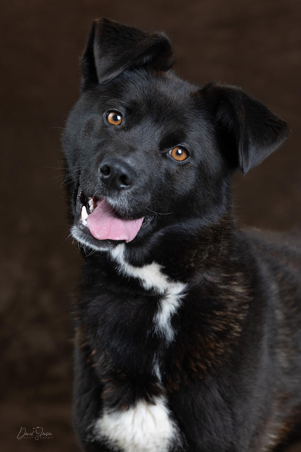 Suka, ADOPTABLE, Young Female Black Labrador Retriever & Husky.