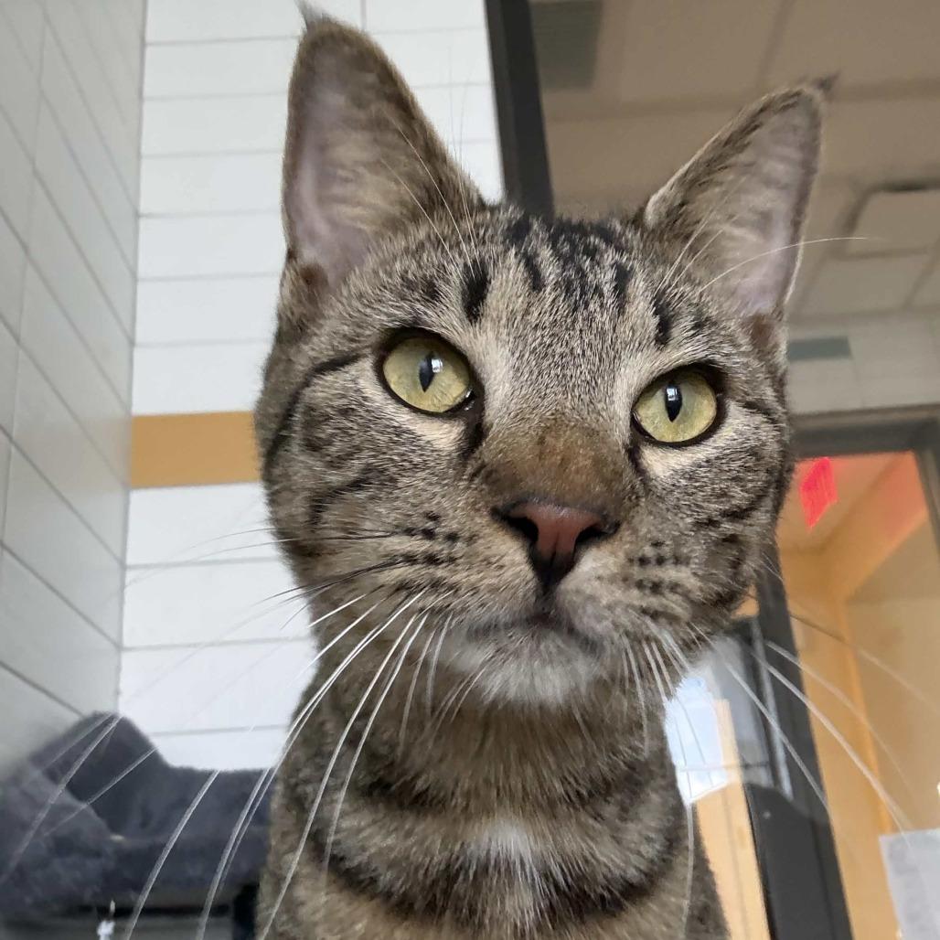 Crush, Adoptable, Adult Male Domestic Short Hair.