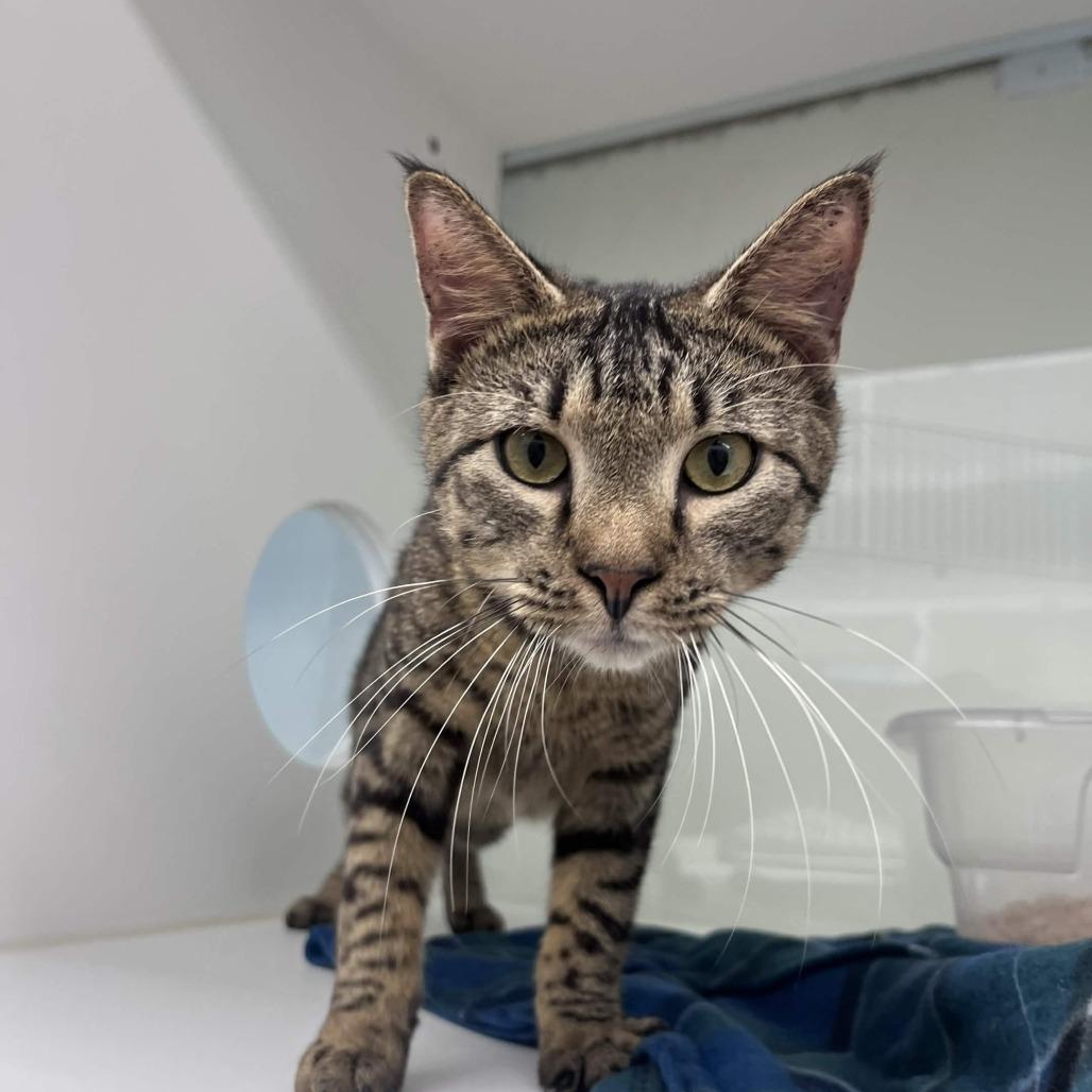 Crush, a Adoptable Domestic Short Hair in Beaumont, TX image 2/6