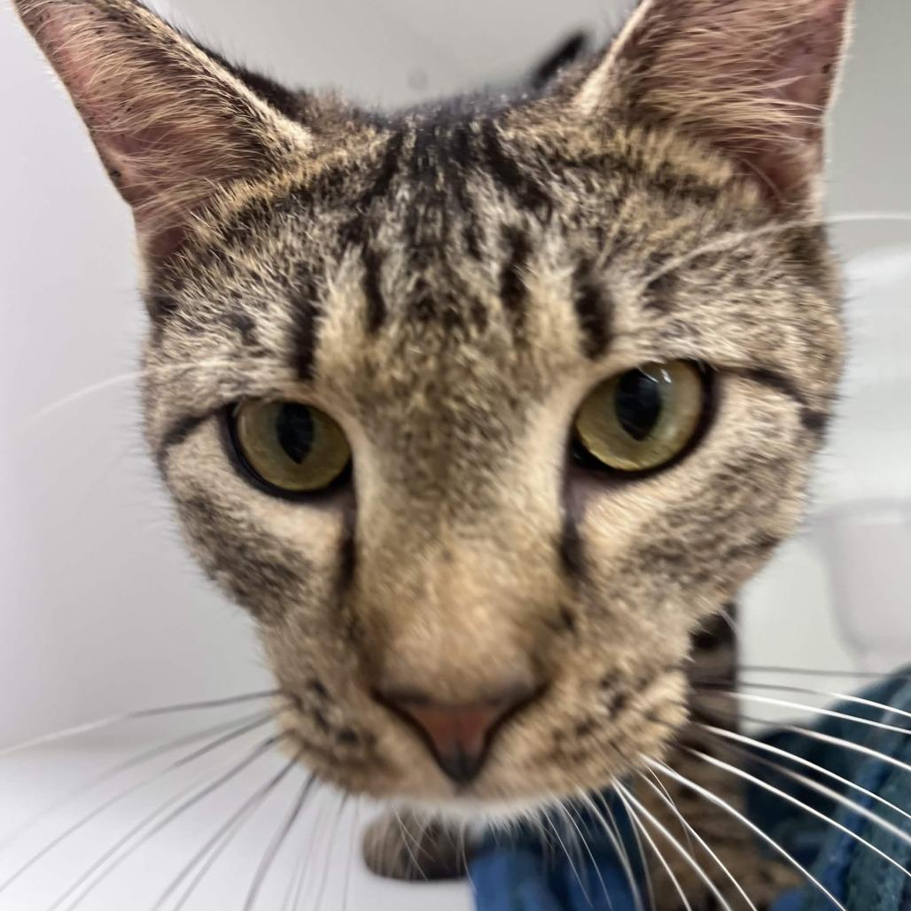 Crush, a Adoptable Domestic Short Hair in Beaumont, TX image 3/6