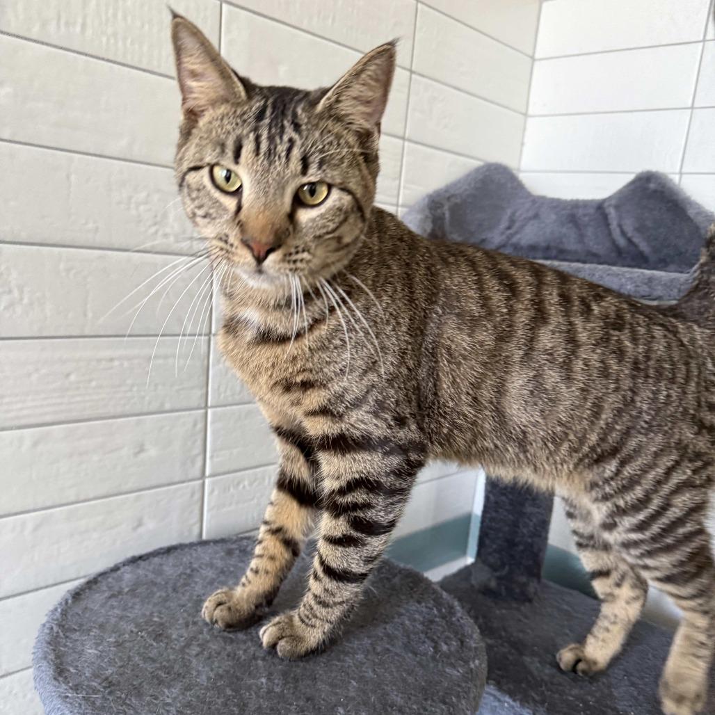 Crush, a Adoptable Domestic Short Hair in Beaumont, TX image 4/6