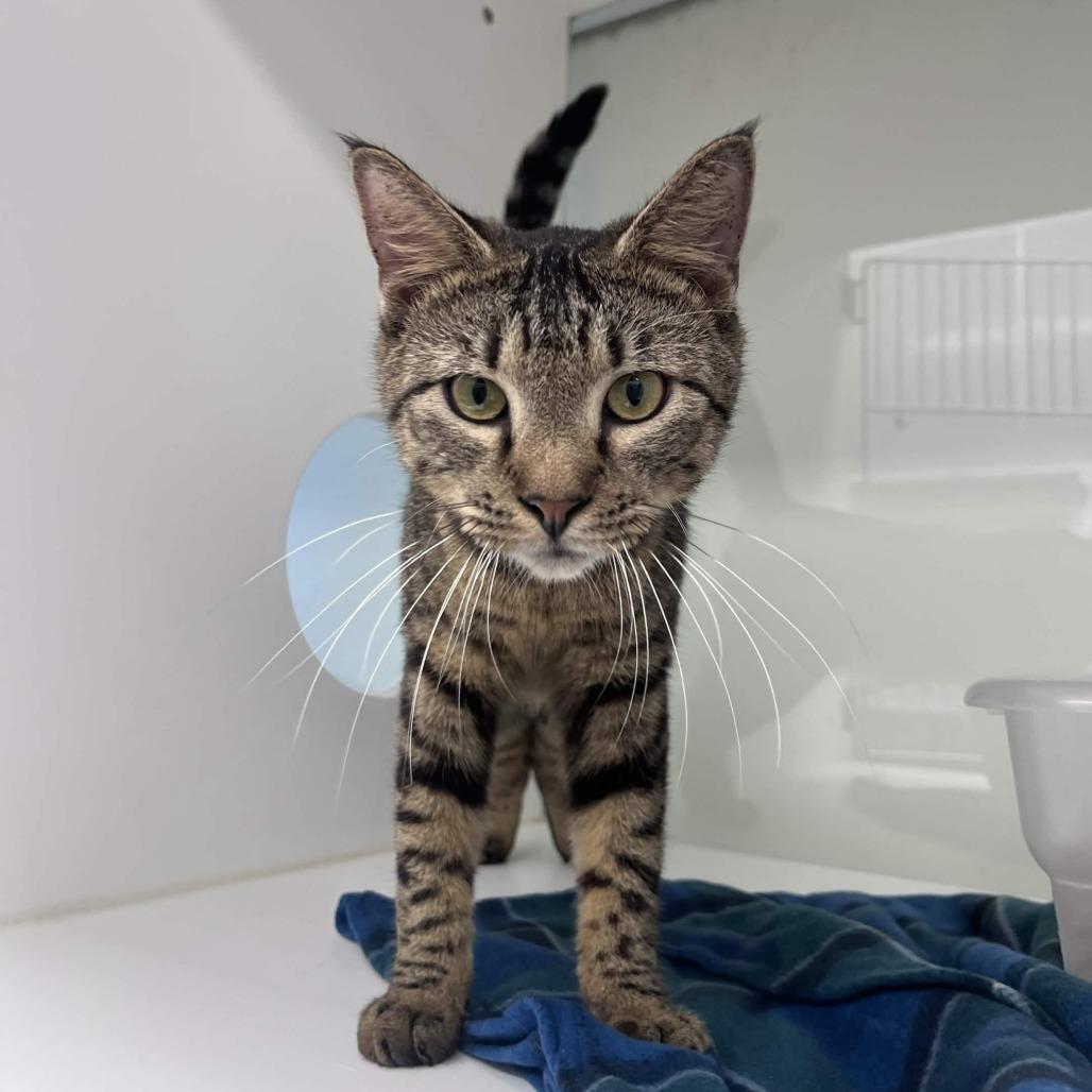Crush, a Adoptable Domestic Short Hair in Beaumont, TX image 5/6