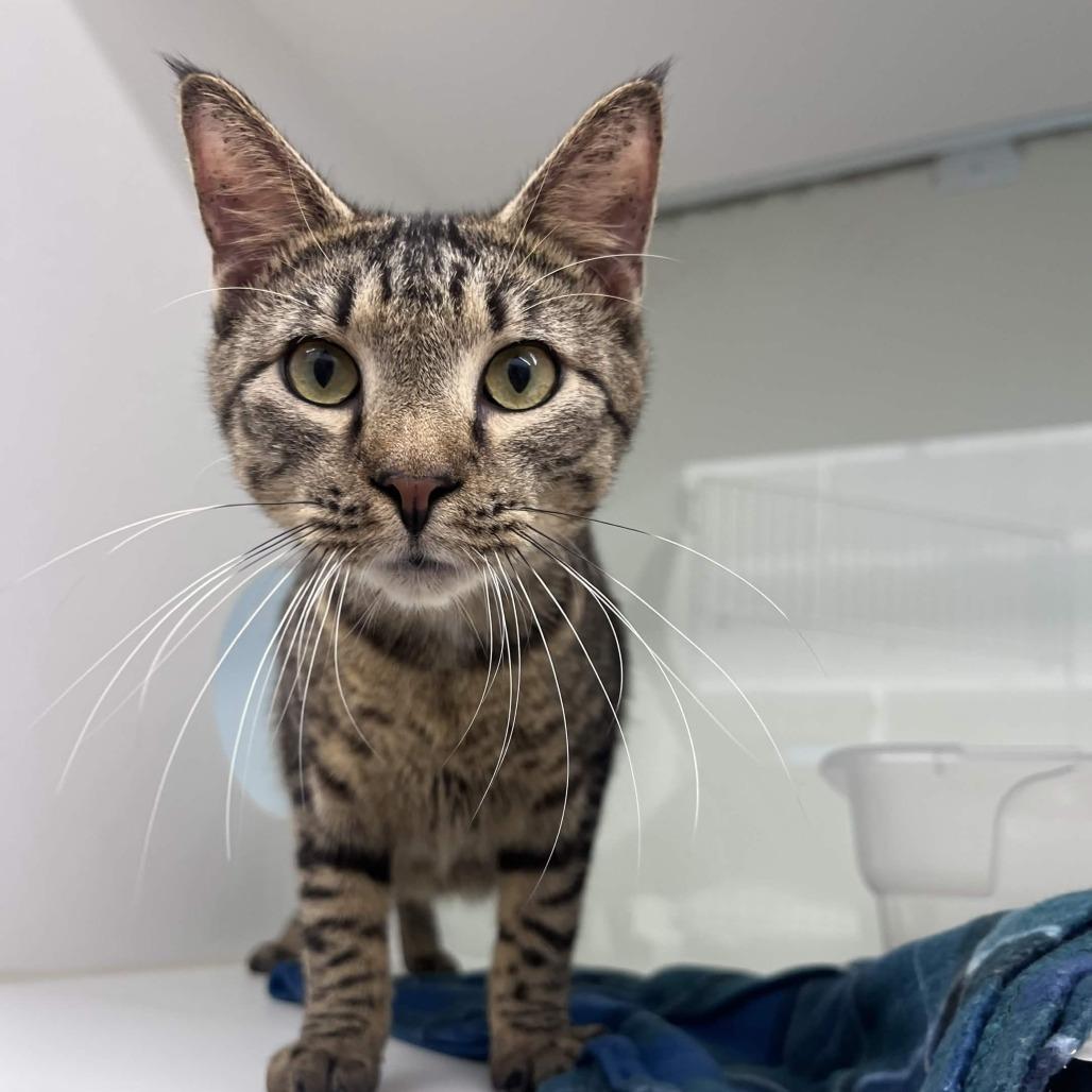 Crush, a Adoptable Domestic Short Hair in Beaumont, TX image 6/6
