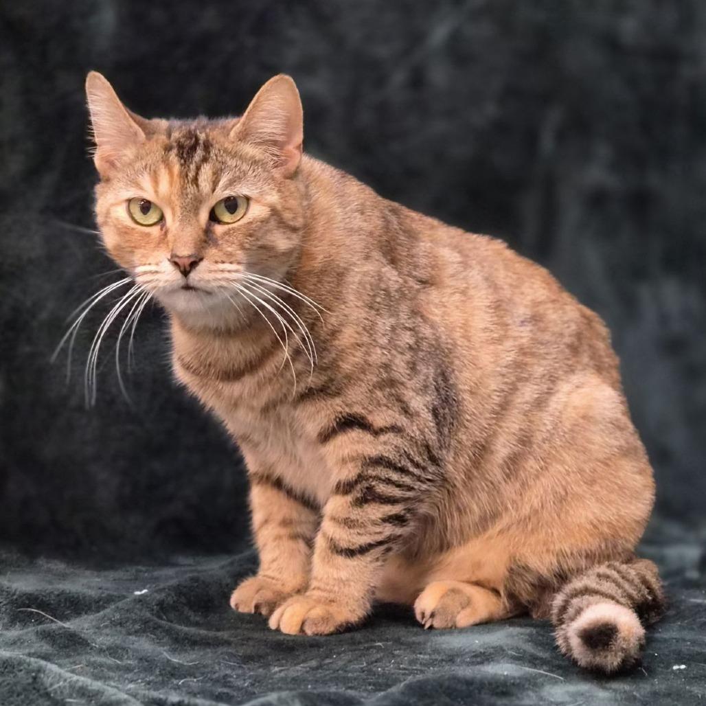 Mystique, Adoptable, Adult Female Domestic Short Hair.