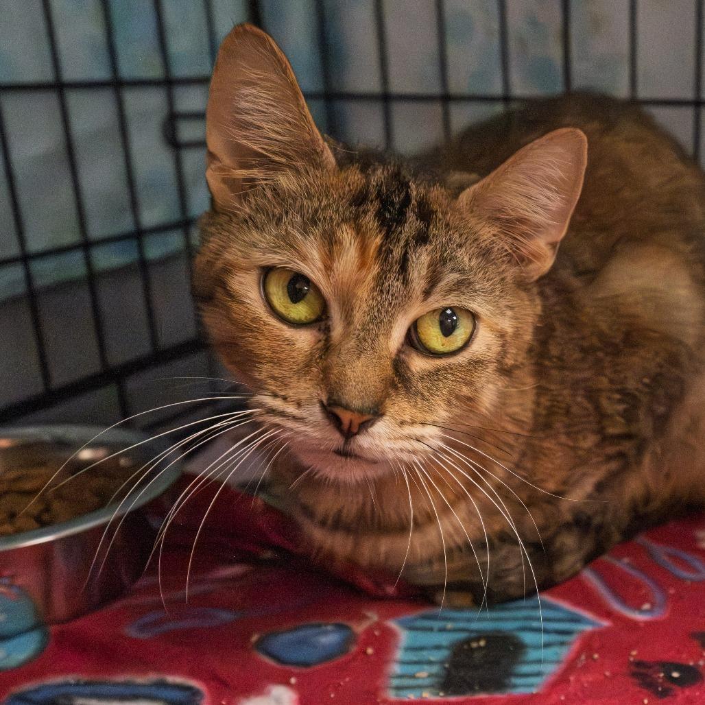 Mystique, a Adoptable Domestic Short Hair in South Elgin, IL image 2/6