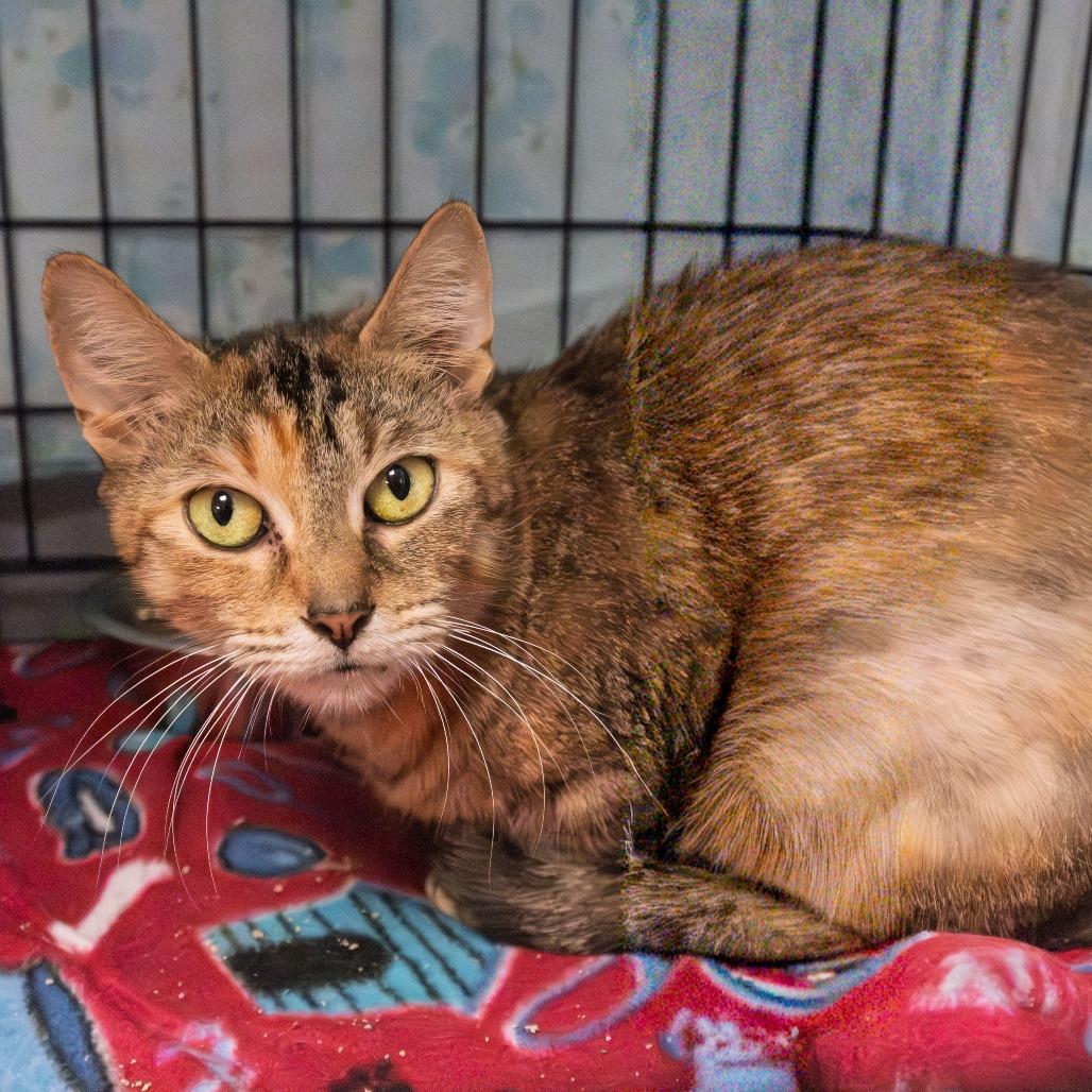 Mystique, a Adoptable Domestic Short Hair in South Elgin, IL image 3/6