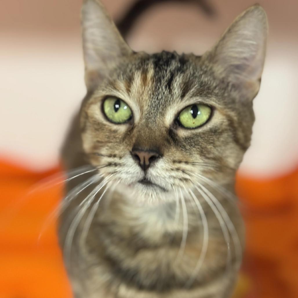 Mystique, a Adoptable Domestic Short Hair in South Elgin, IL image 4/6