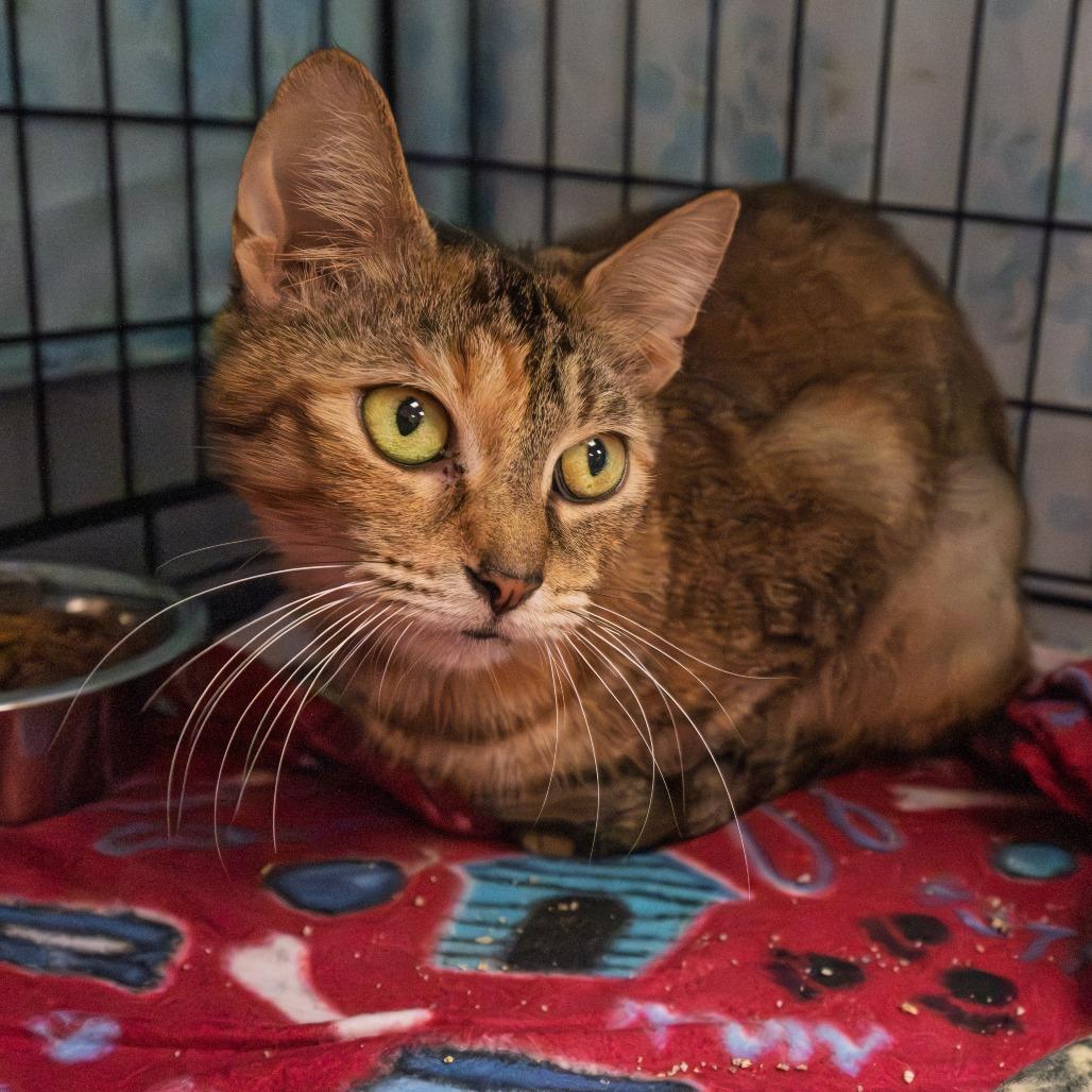 Mystique, a Adoptable Domestic Short Hair in South Elgin, IL image 5/6