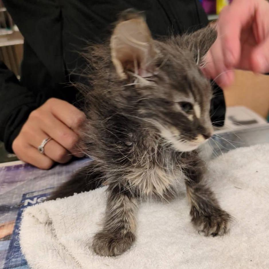 Enlarge Maximus, a Adoptable Domestic Medium Hair in Springfield, MO image 1/2