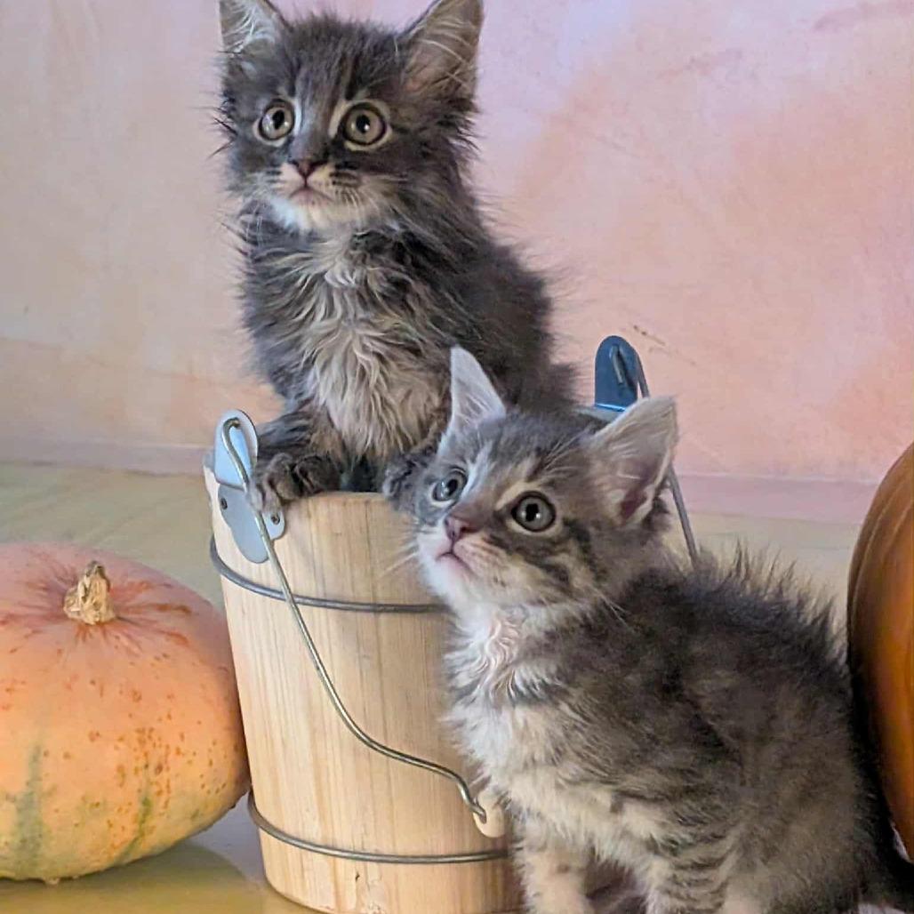 Enlarge Maximus, a Adoptable Domestic Medium Hair in Springfield, MO image 2/2