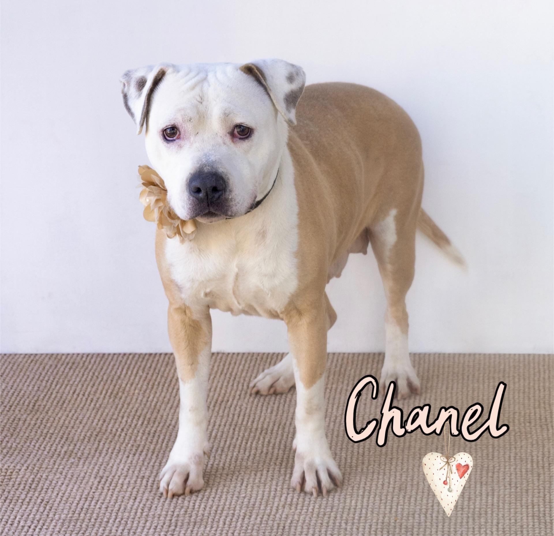Chanel, Adult Female American Bully