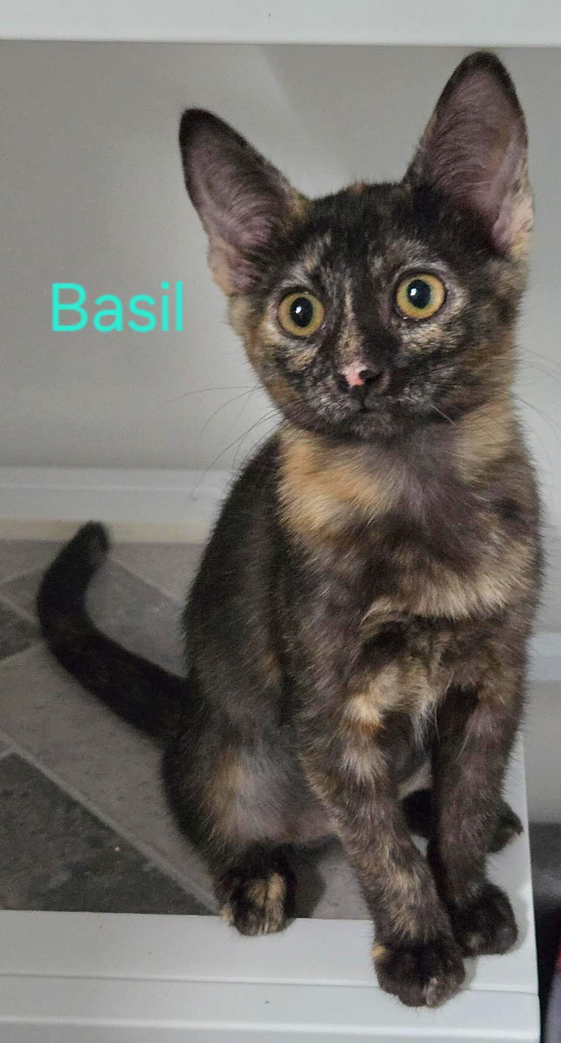 BASIL & THYME