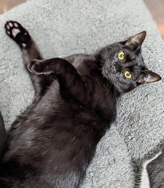 Enlarge Handsome, a Adoptable Domestic Short Hair in Greensboro, NC image 1/4