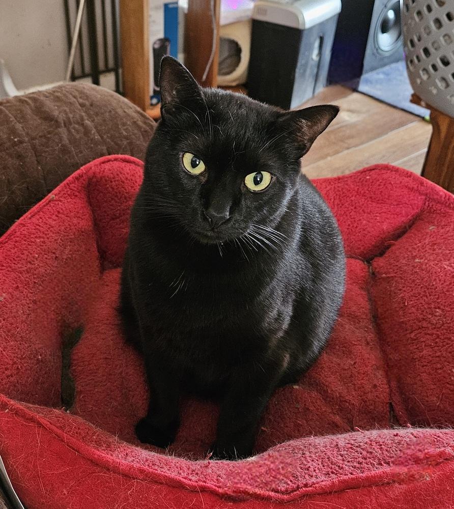 Handsome, Adoptable, Adult Male Domestic Short Hair.