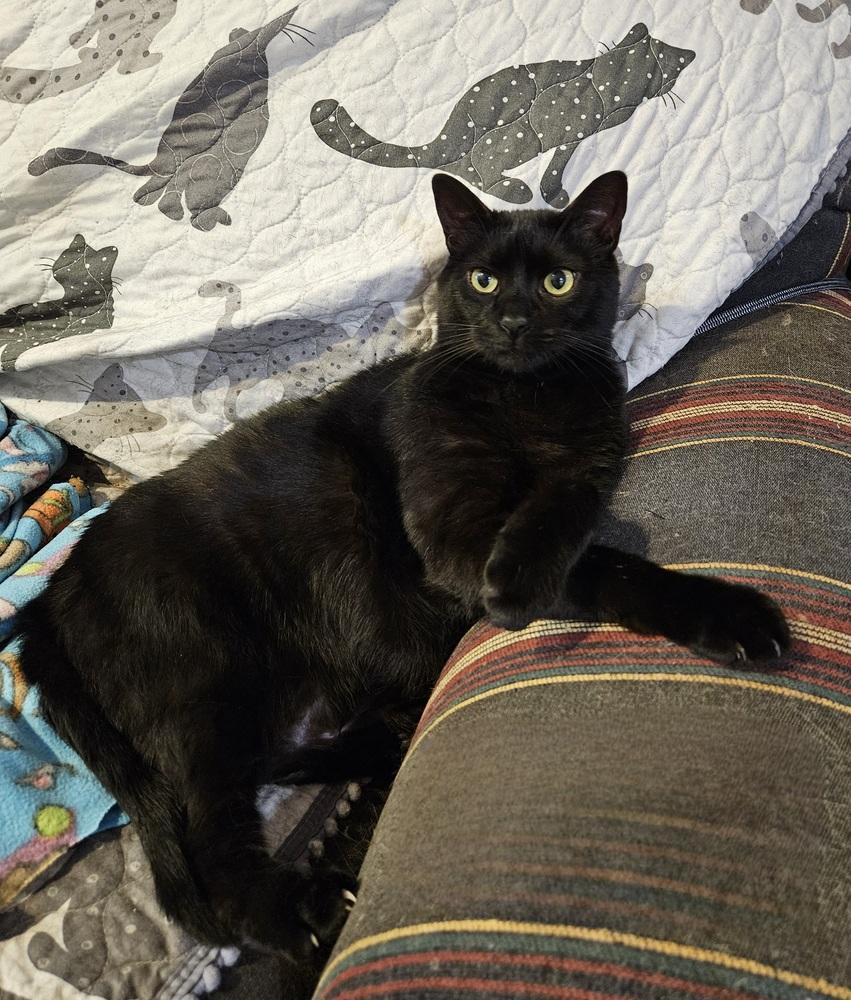 Enlarge Handsome, a Adoptable Domestic Short Hair in Greensboro, NC image 3/4