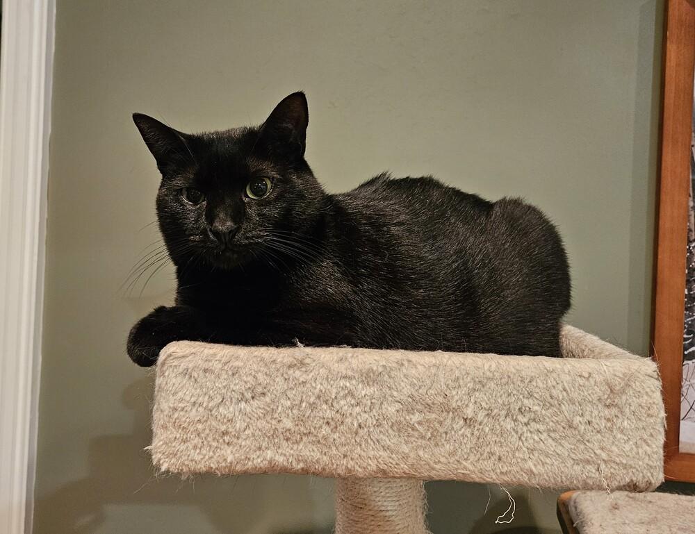 Enlarge Handsome, a Adoptable Domestic Short Hair in Greensboro, NC image 4/4