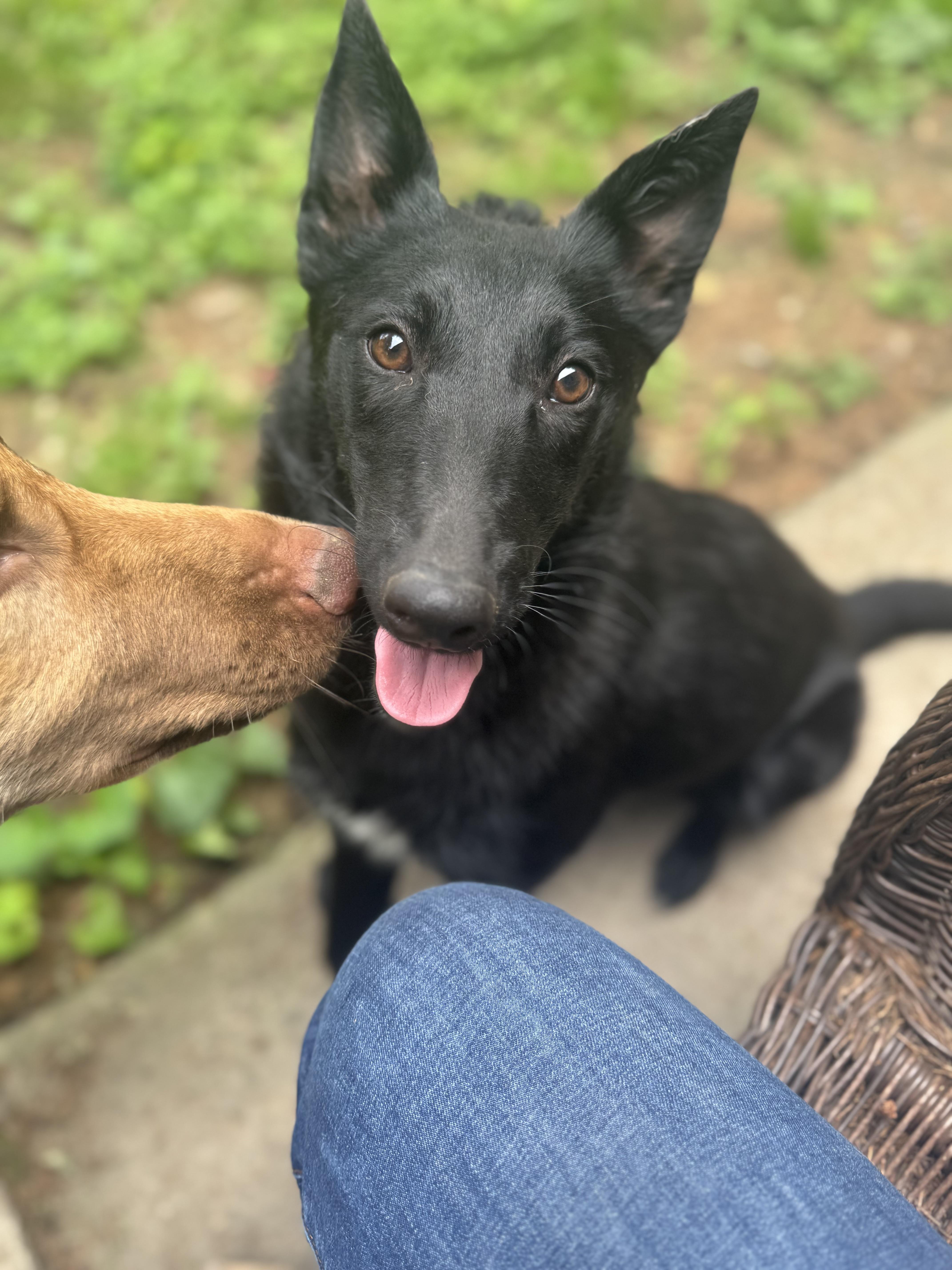 Storm, Adult Female German Shepherd Dog
