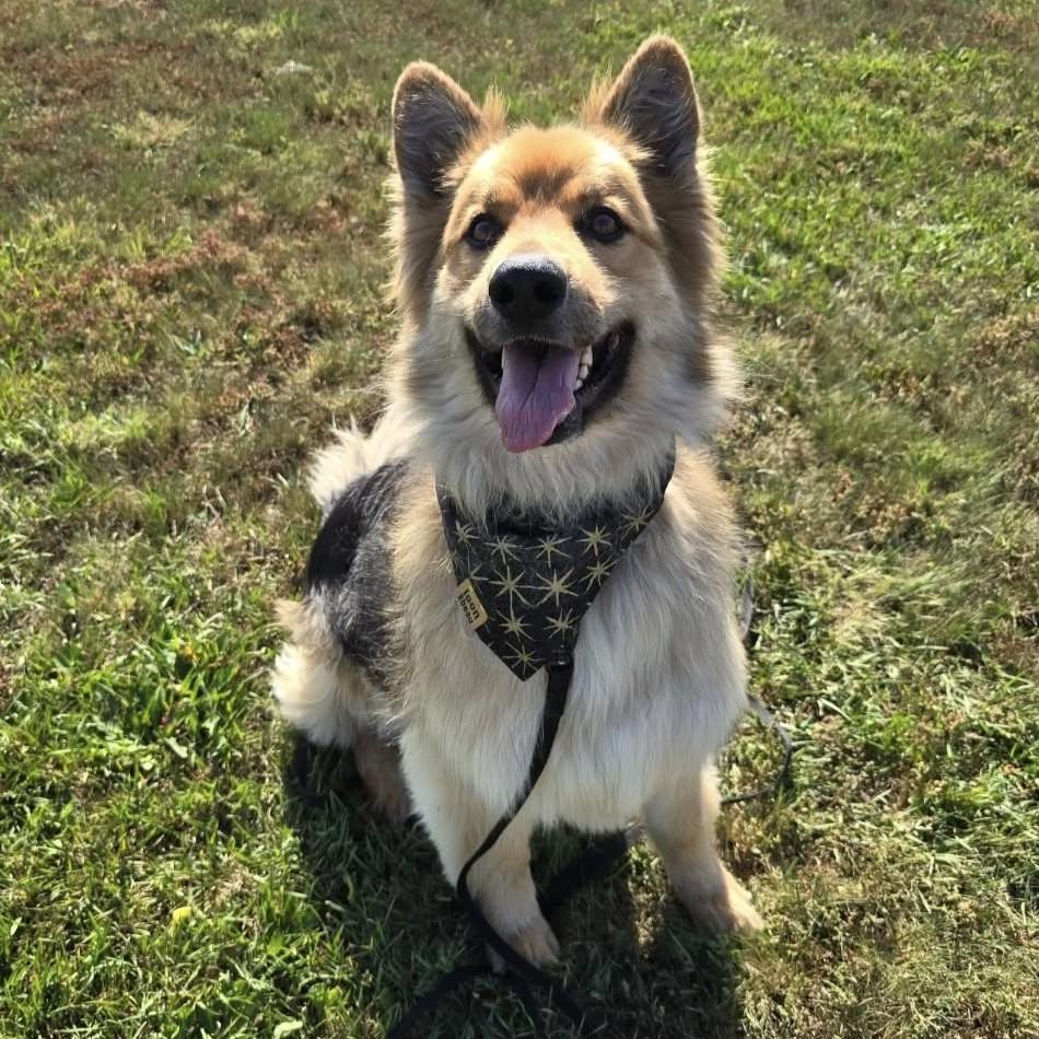 Dax, Adoptable, Adult Male German Shepherd Dog.