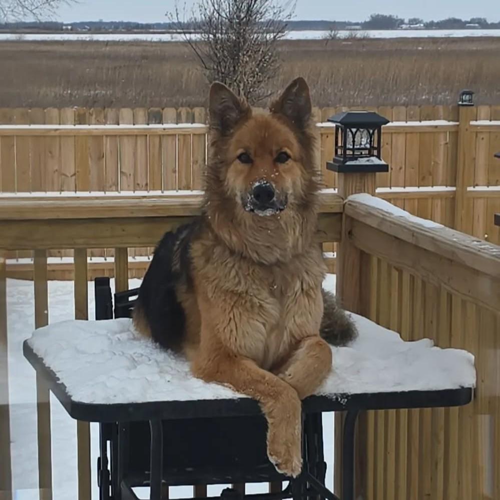 Enlarge Dax, a Adoptable German Shepherd Dog in Grand Forks, ND image 5/6
