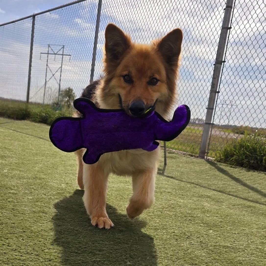 Enlarge Dax, a Adoptable German Shepherd Dog in Grand Forks, ND image 6/6