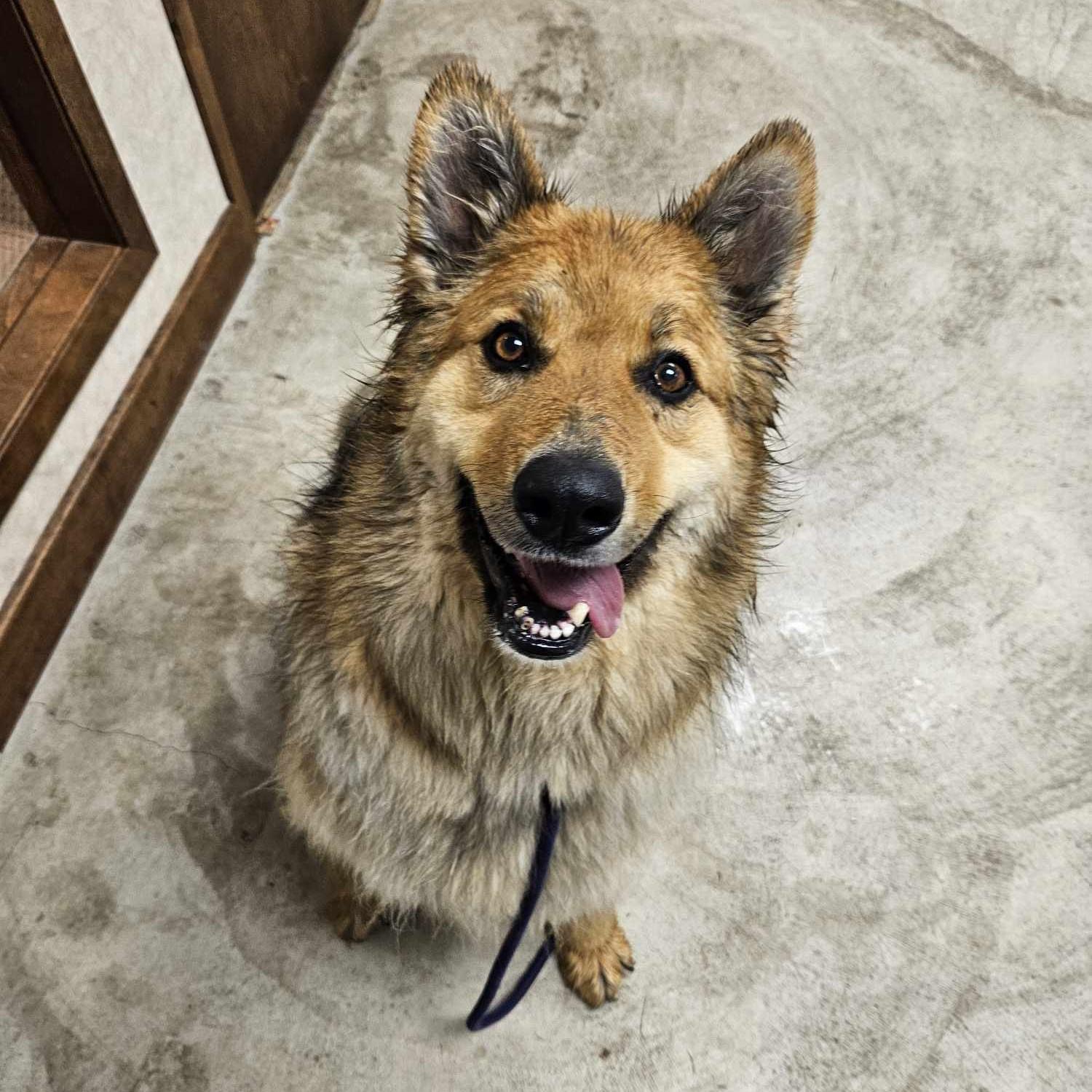 Enlarge Dax, a Adoptable German Shepherd Dog in Grand Forks, ND image 2/6