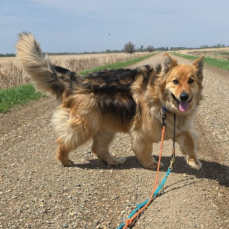 Enlarge Dax, a Adoptable German Shepherd Dog in Grand Forks, ND image 3/6