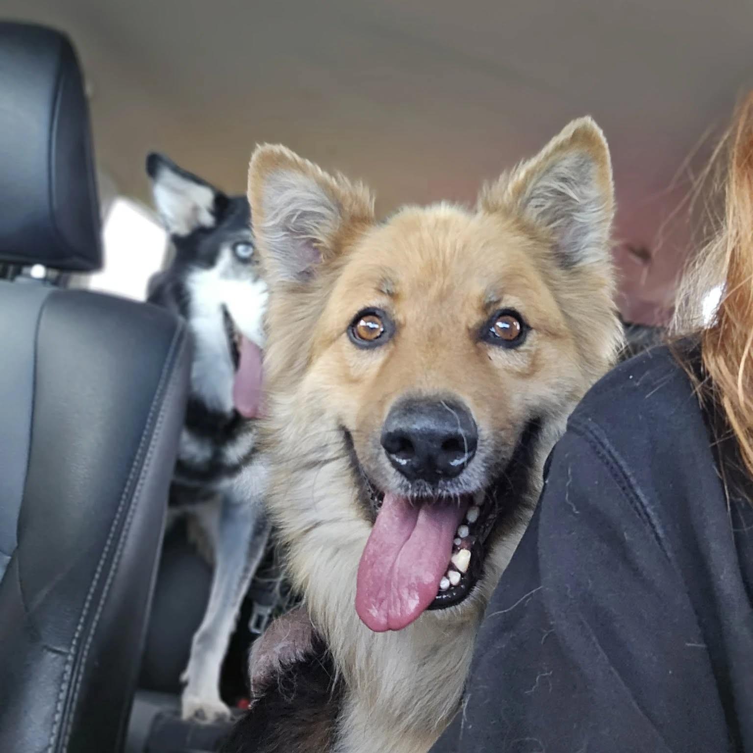 Enlarge Dax, a Adoptable German Shepherd Dog in Grand Forks, ND image 4/6