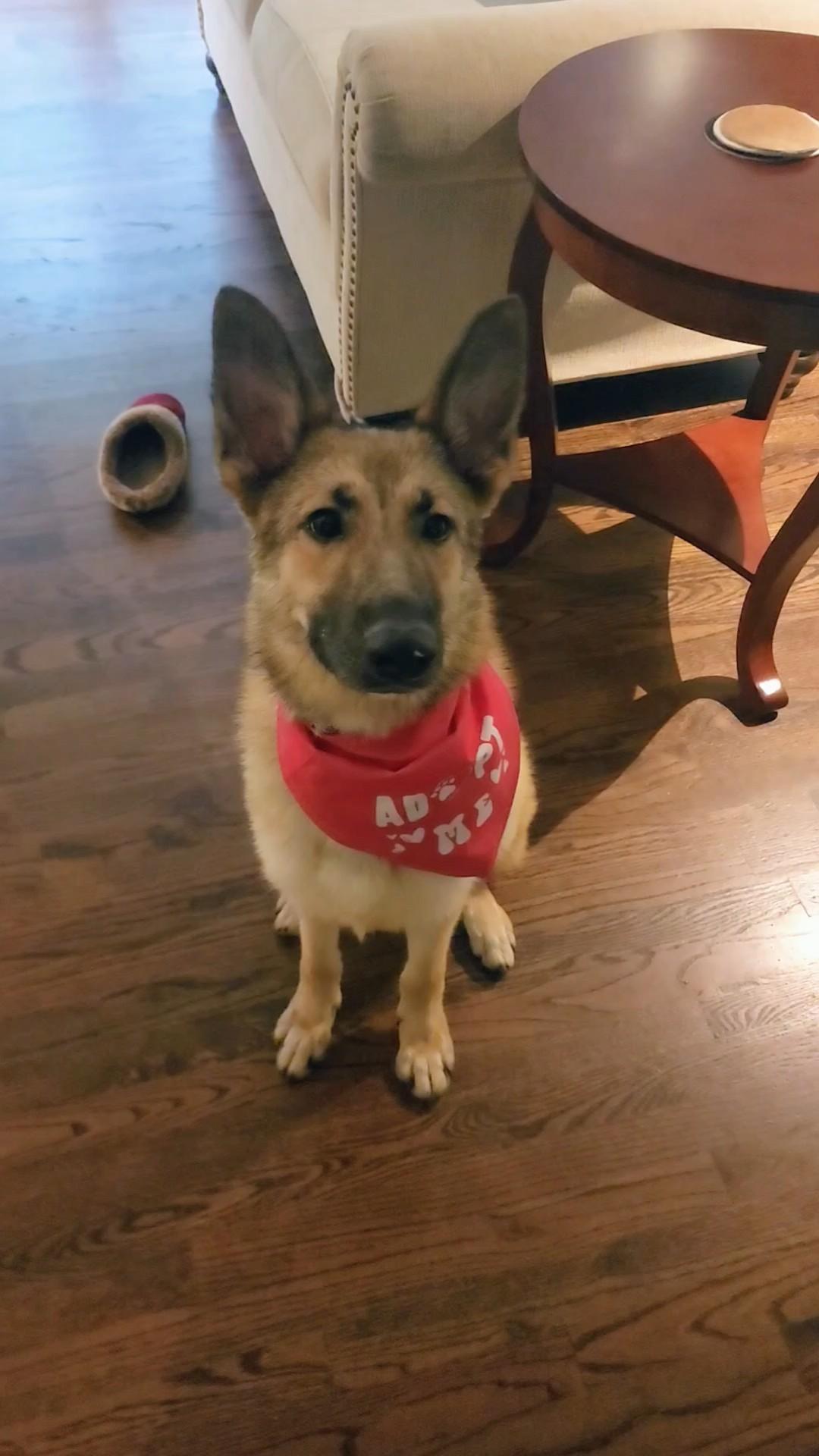 Fawn, Adopted, Young Female German Shepherd Dog.