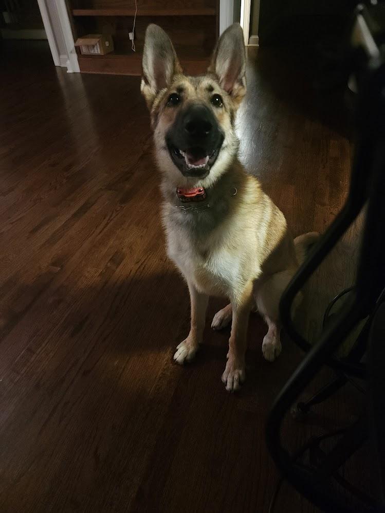 Enlarge Fawn, a Adopted German Shepherd Dog in Hillsborough, NJ image 2/3