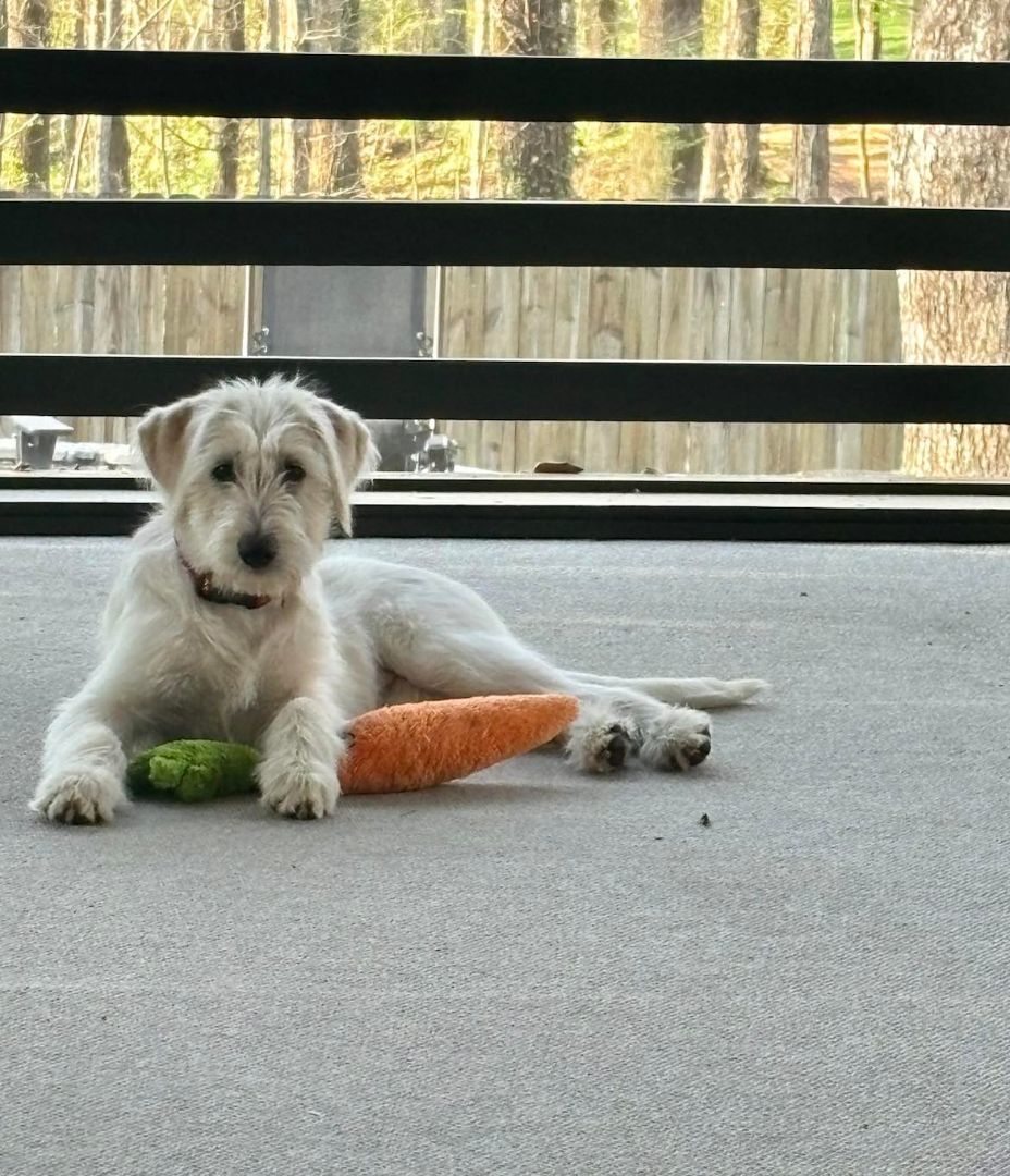Caitlin, Adopted, Puppy Female Poodle & Border Collie.